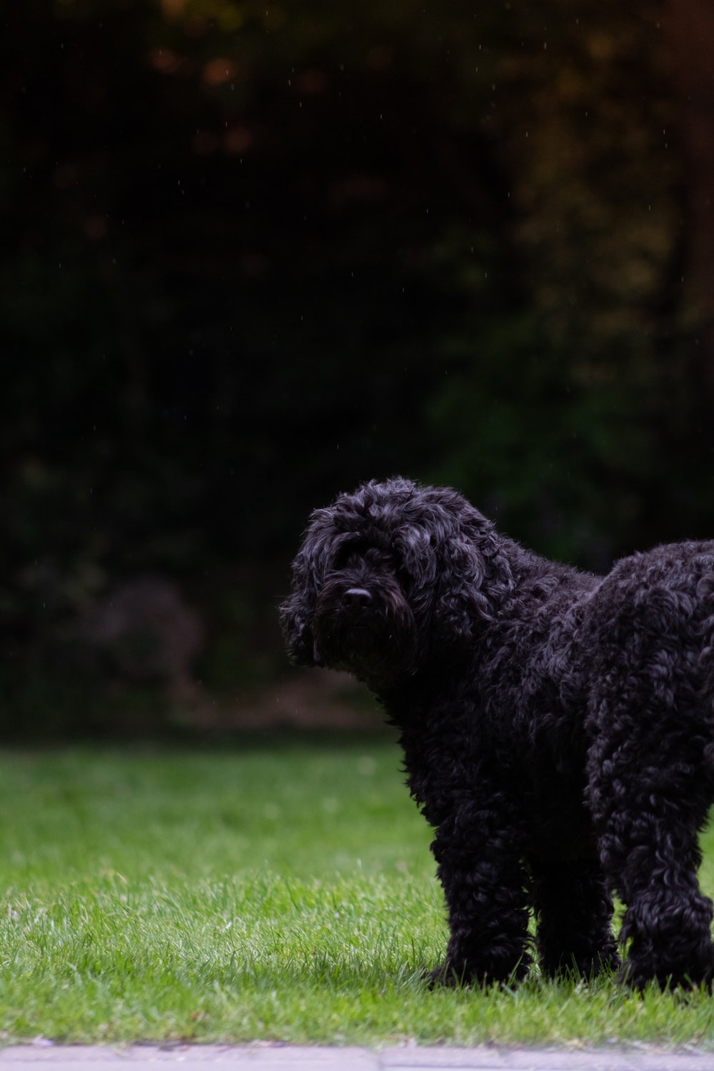 Black Poodle Picture. Download Free Image