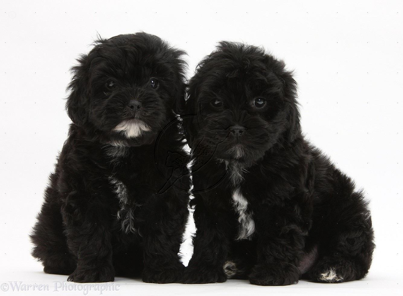 Free download Black Pooshi Poodle Shih Tzu Pups White Background Black Photo Shared [1335x982] for your Desktop, Mobile & Tablet. Explore Black Poodle Wallpaper. Toy Poodle Wallpaper, Standard Poodle