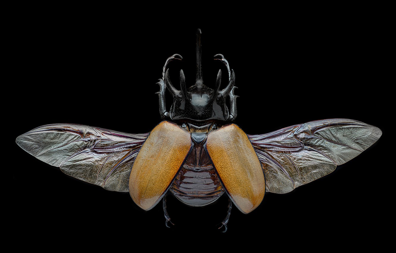 beetle, insect, black background, the view from the top, symmetry, powerful...