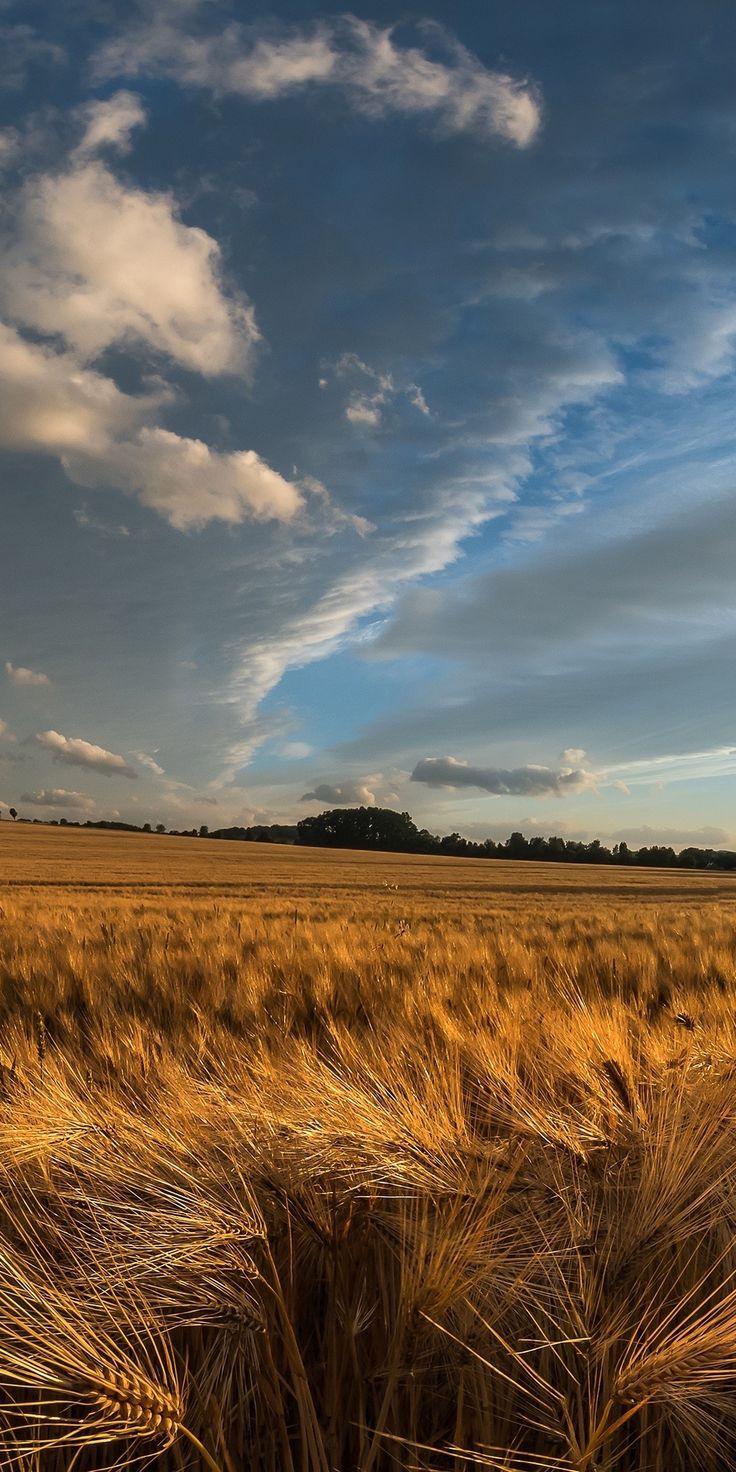 Golden crop, wheat farm, landscape, nature, 1080x2160 wallpaper. Sunset landscape photography, Landscape, Countryside landscape