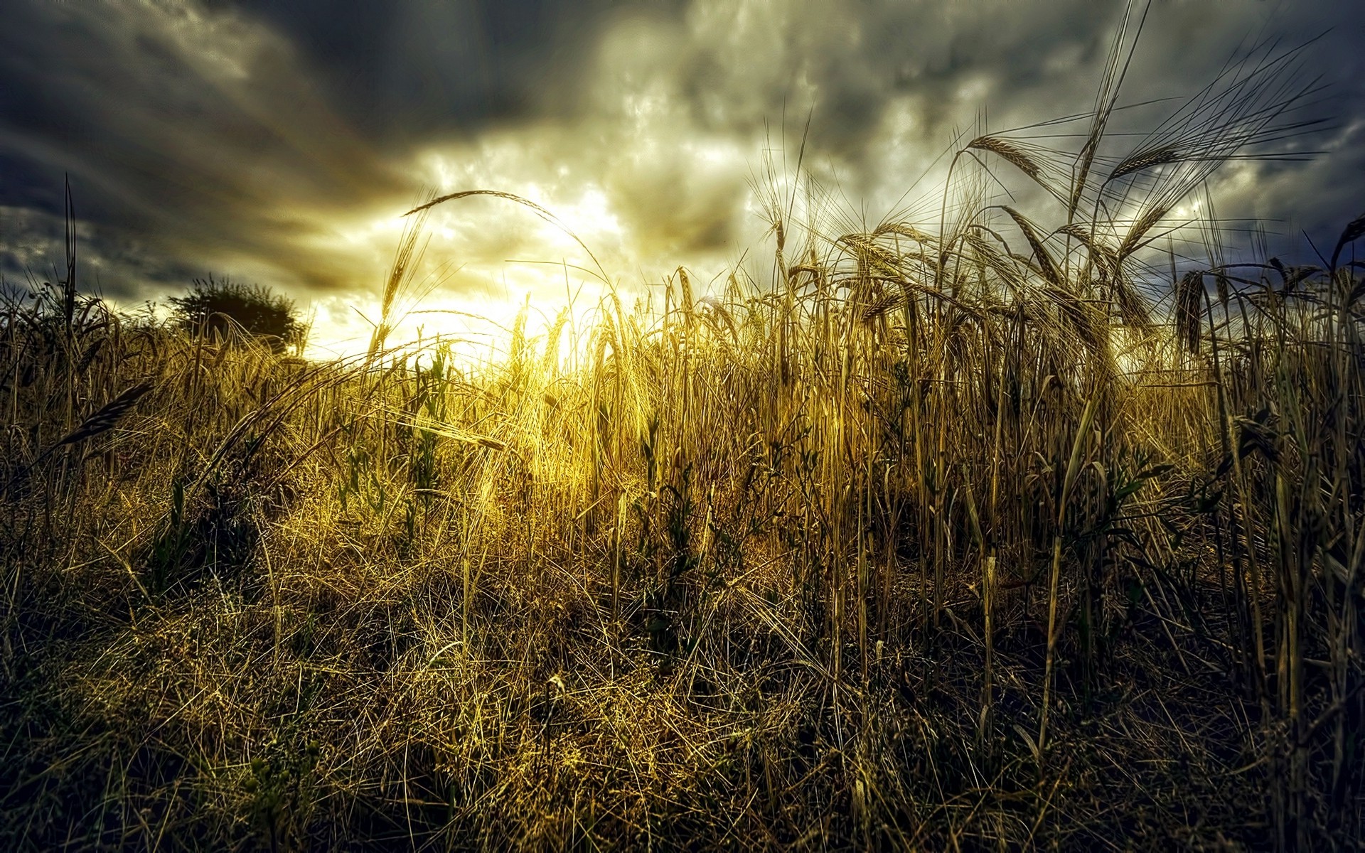 landscape, Nature, Sunset, Clouds, Grass, Bright, Shrubs Wallpaper HD / Desktop and Mobile Background