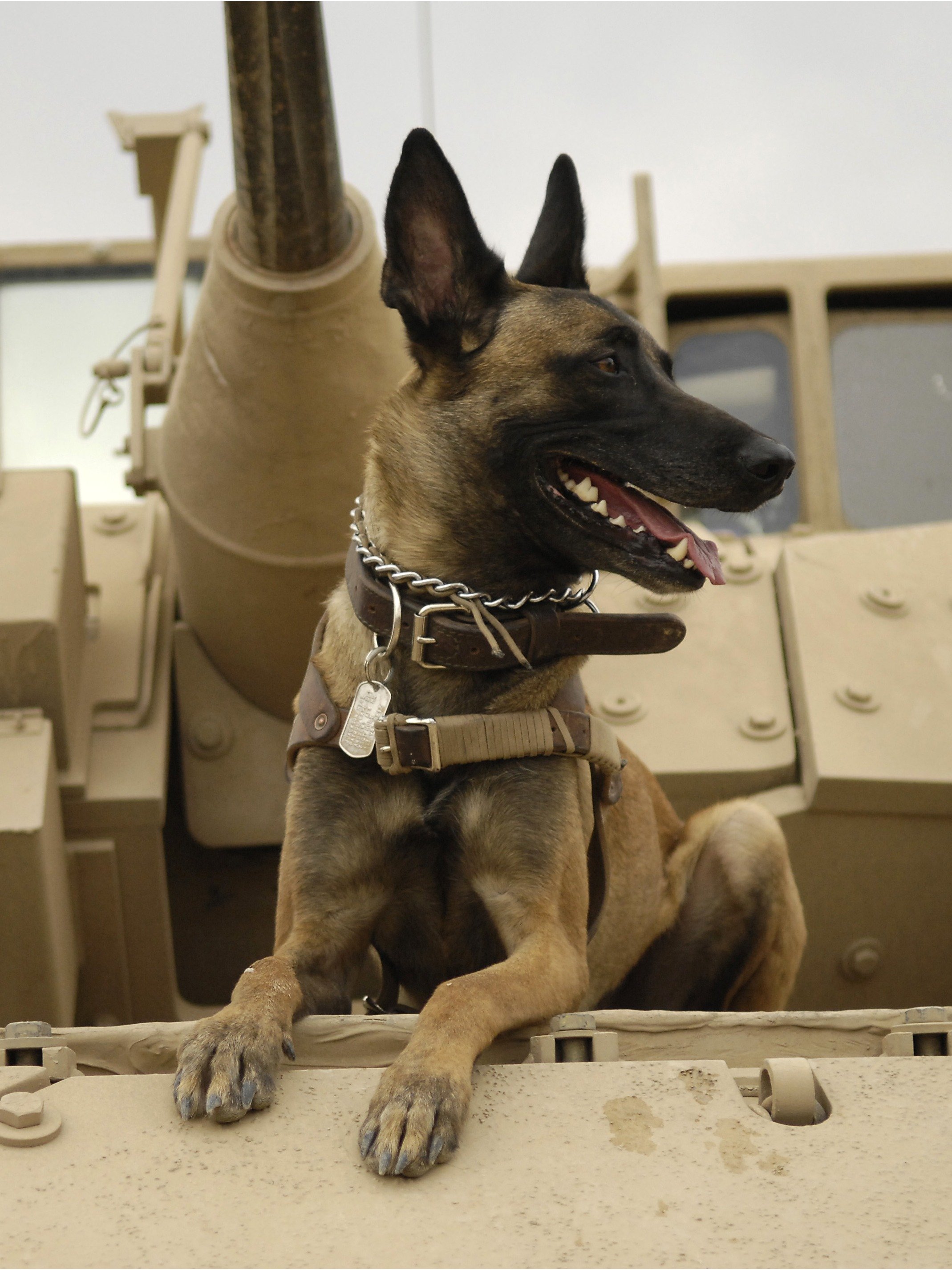 Heroic Military Veteran Dogs You Should Know