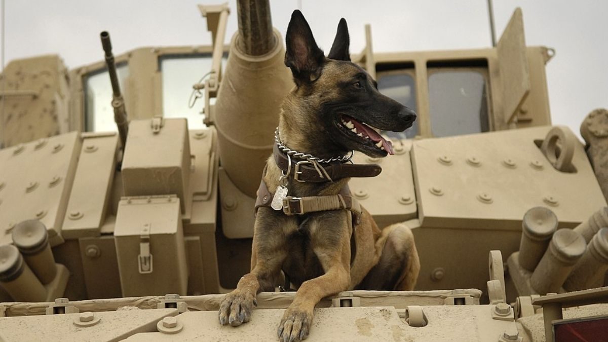 Did US Leave Military Dogs Behind in Afghanistan?