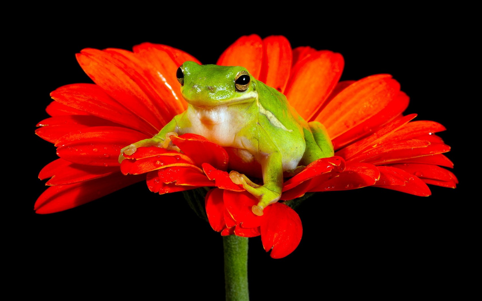 Excellent HD Frog Wallpaper