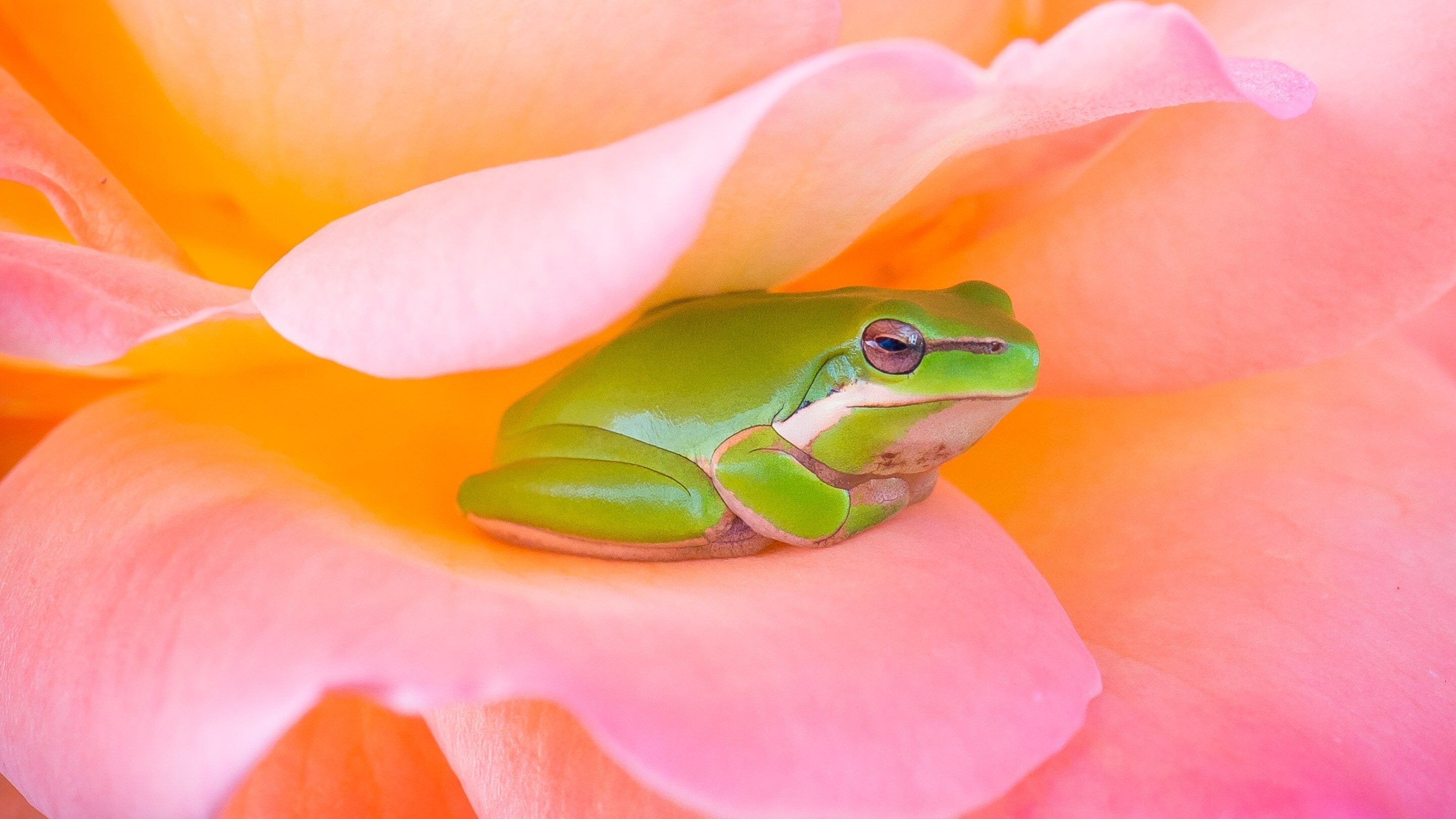 Cute Frog in Pink Flower