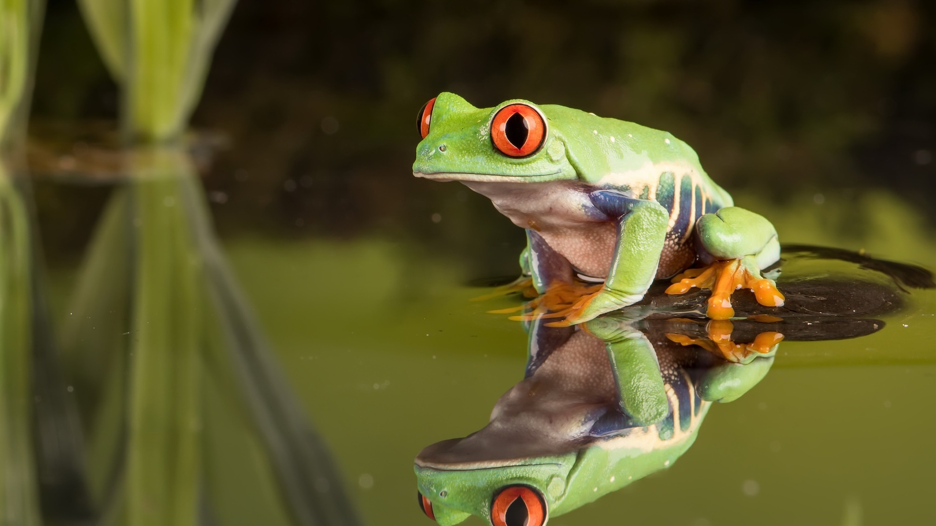 Frog Laptop Full HD 1080P HD 4k Wallpaper, Image, Background, Photo and Picture