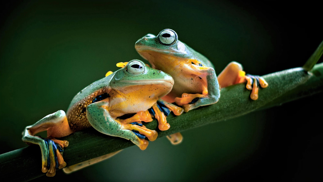 Download Frogs, animals, pair, amphibians wallpaper, 1366x Tablet, laptop