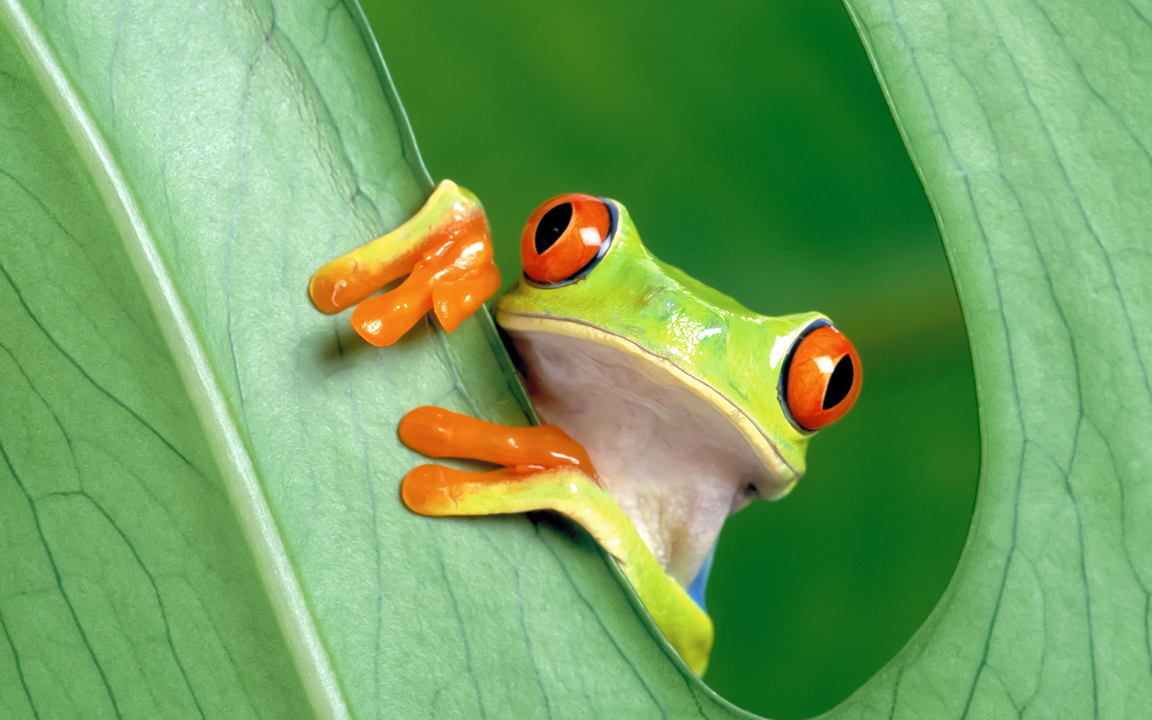 wallpaper for desktop, laptop. frog leaf nature