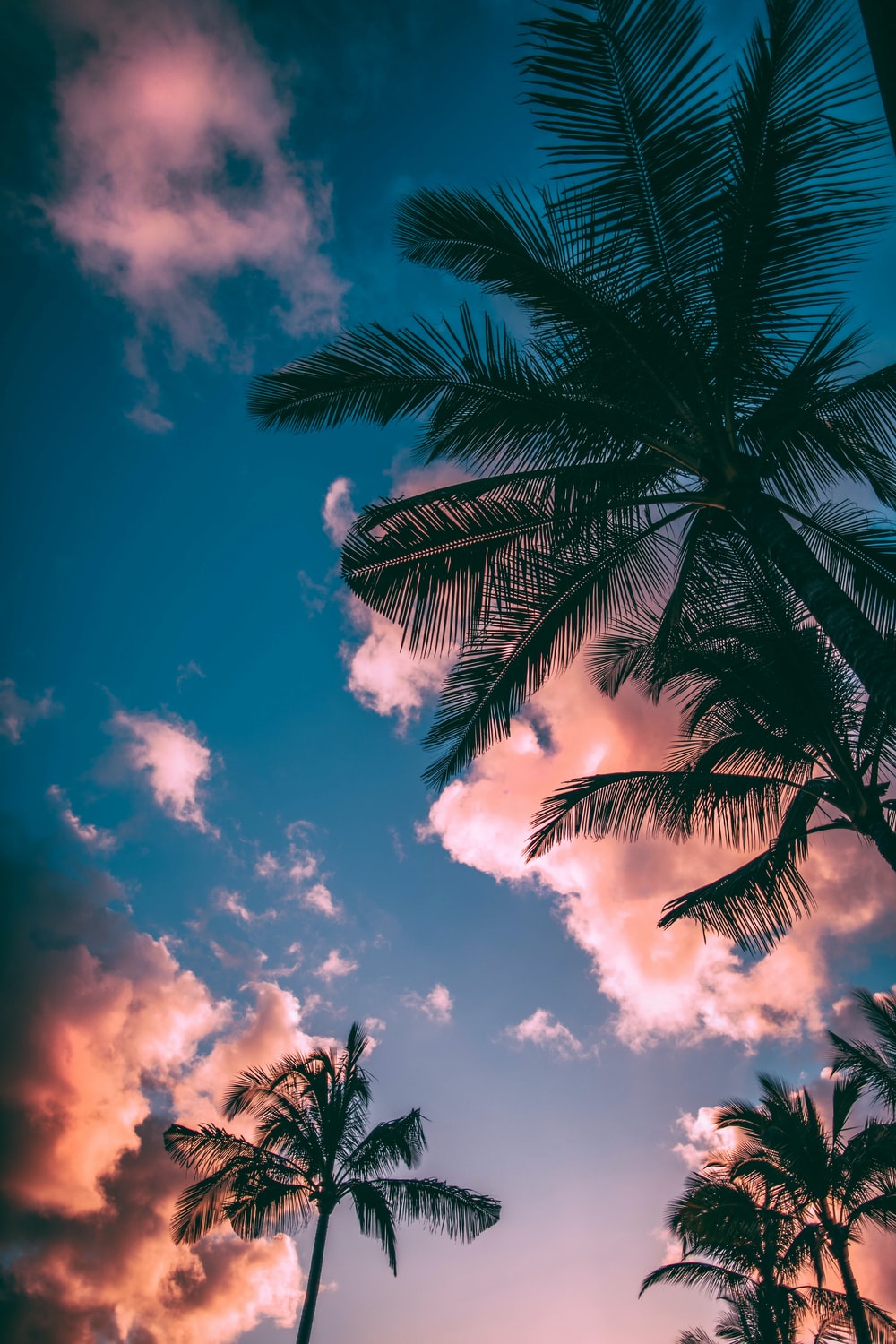 Low Angle Photograph Of Palm Trees Photo