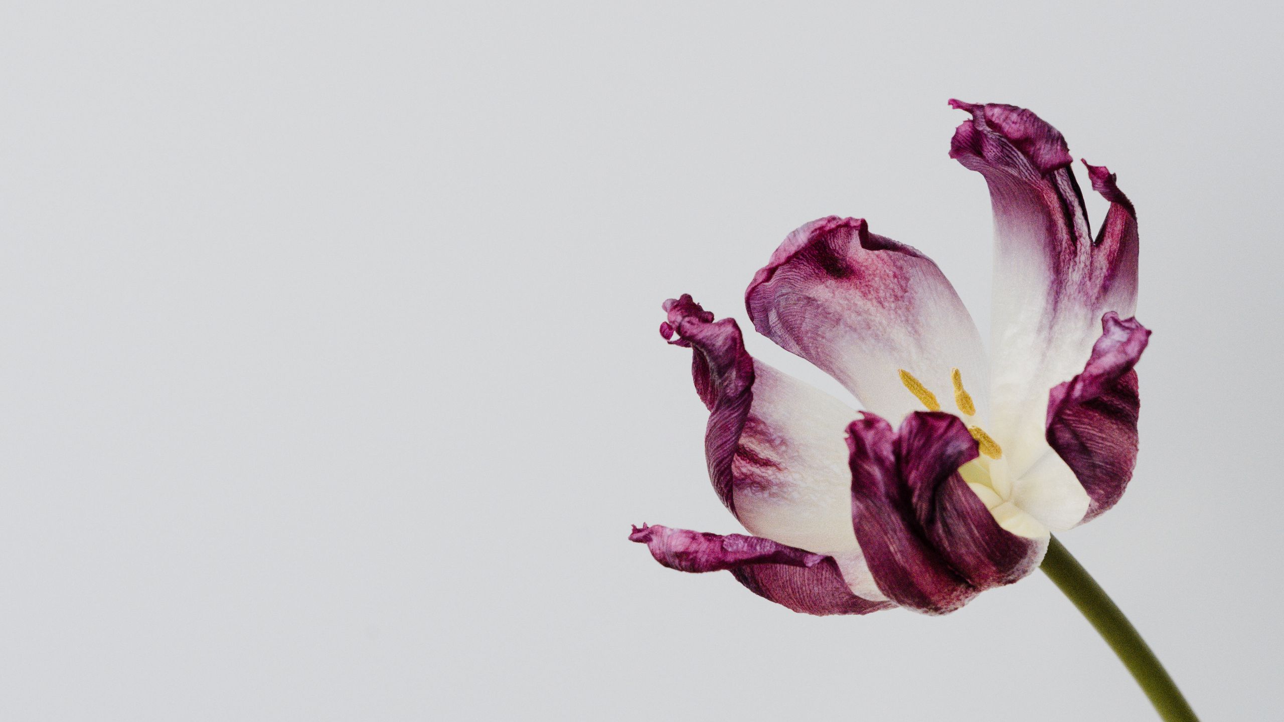 Download wallpaper 2560x1440 tulip, flower, minimalism widescreen 16:9 HD background