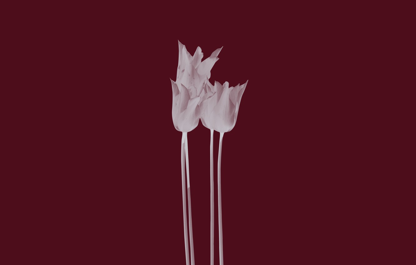 Wallpaper flowers, Tulip, minimalism, tulips, flowers image for desktop, section минимализм
