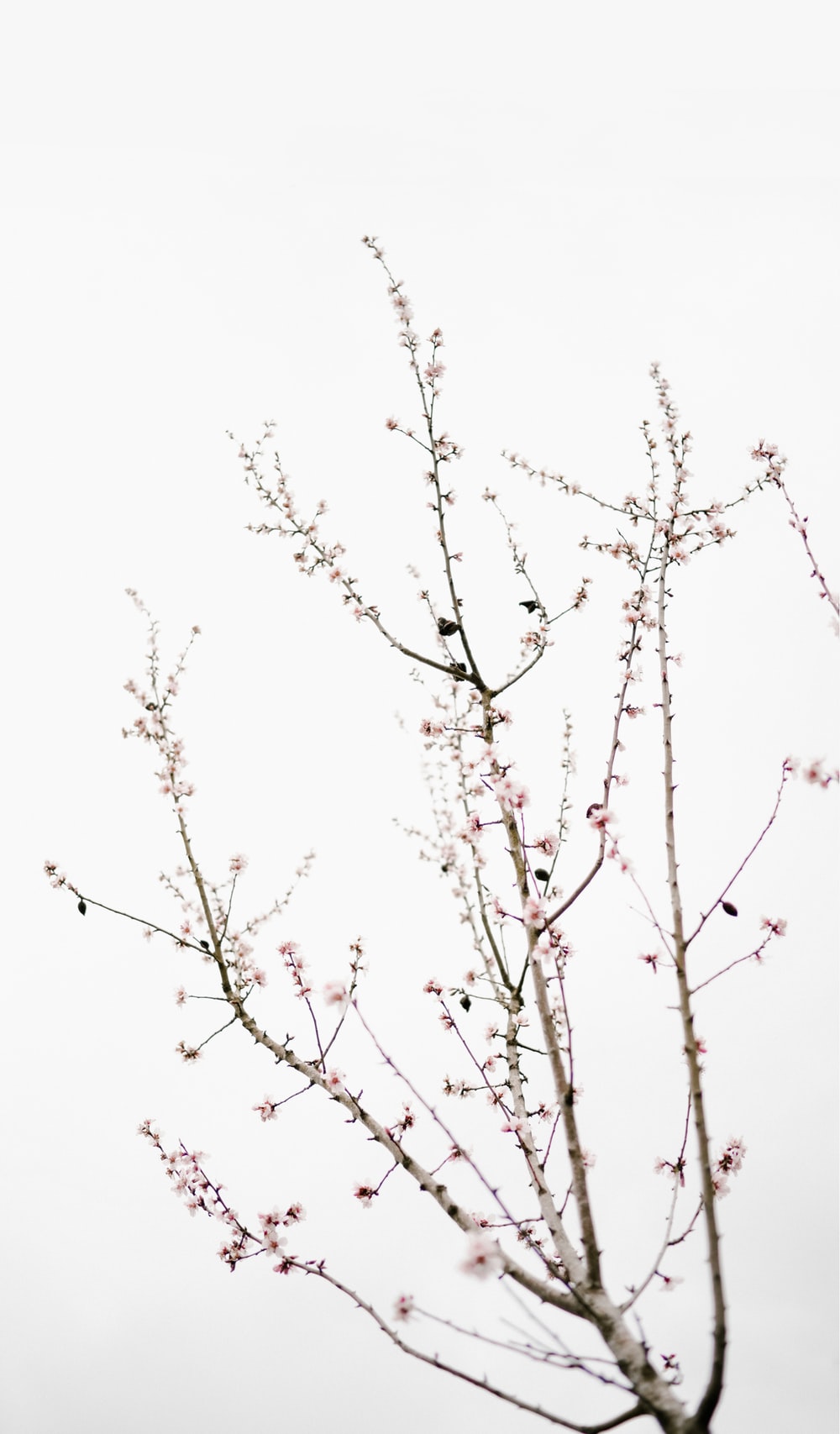 Minimal Flowers Picture. Download Free Image