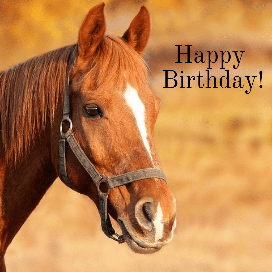Happy birthday image with Horses