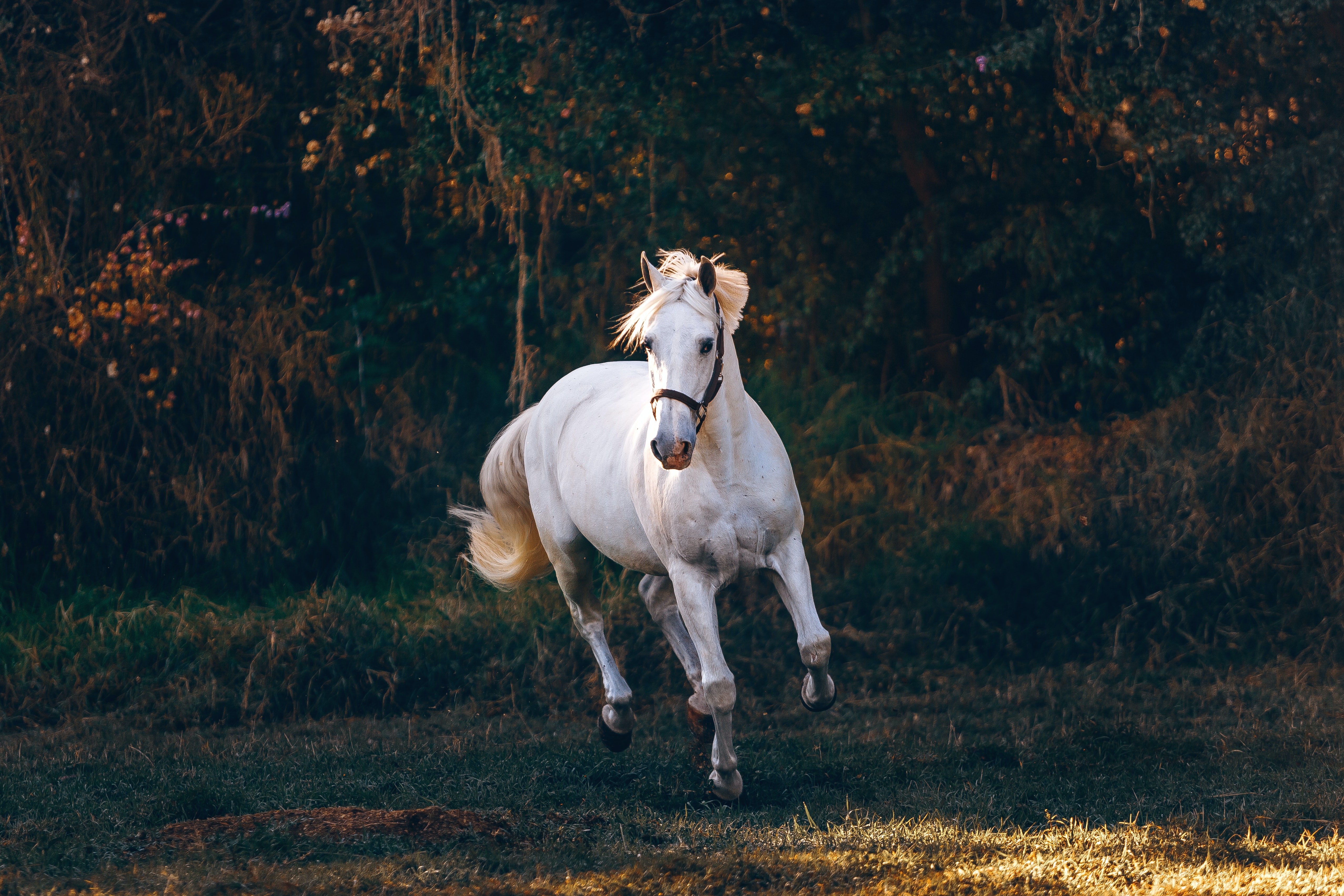 Horses Running Photo, Download The BEST Free Horses Running & HD Image