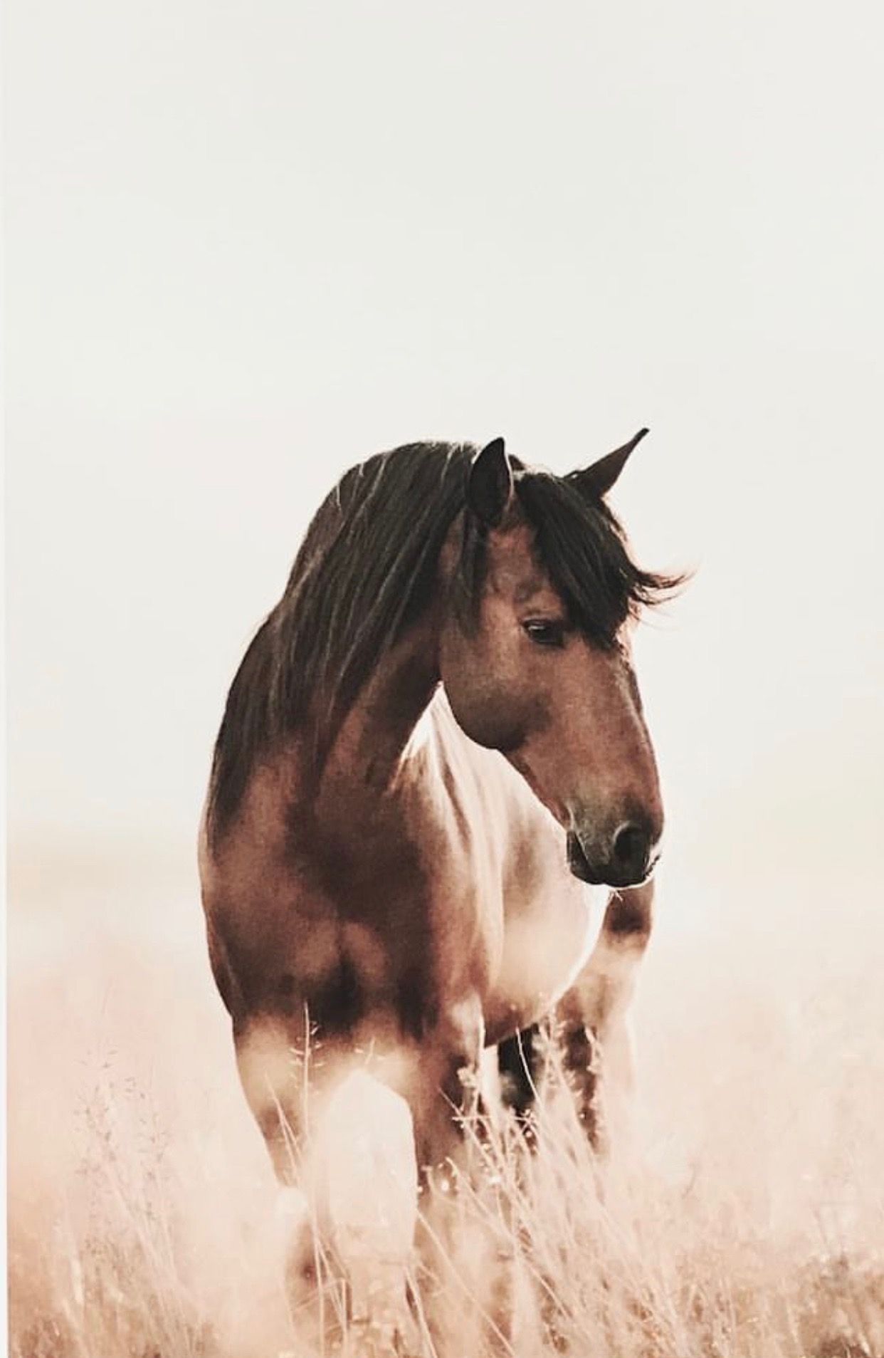 Horses. Horses, Pretty horses, Beautiful horses