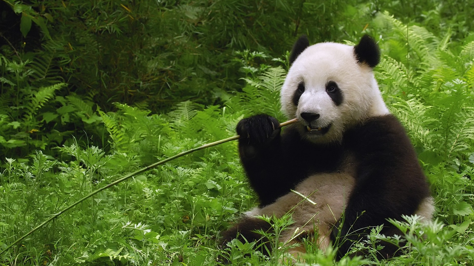 Nature Animals Wallpaper 1920x1080 Nature, Animals, Pandas Eating Bamboo Wallpaper & Background Download