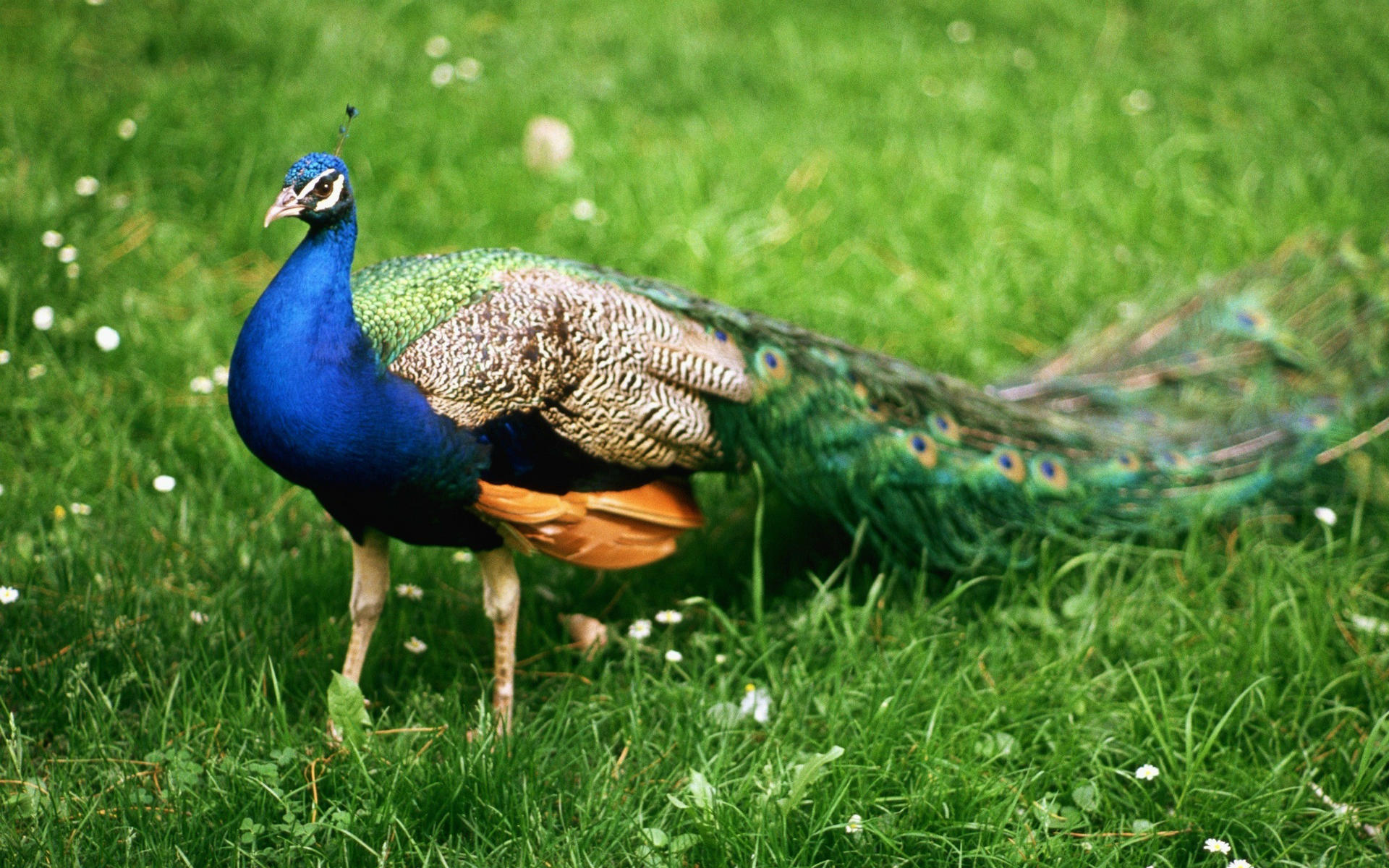 Most Nature Wallpaper Most Beautiful Peacock In Nature Animal Wallpaper HD