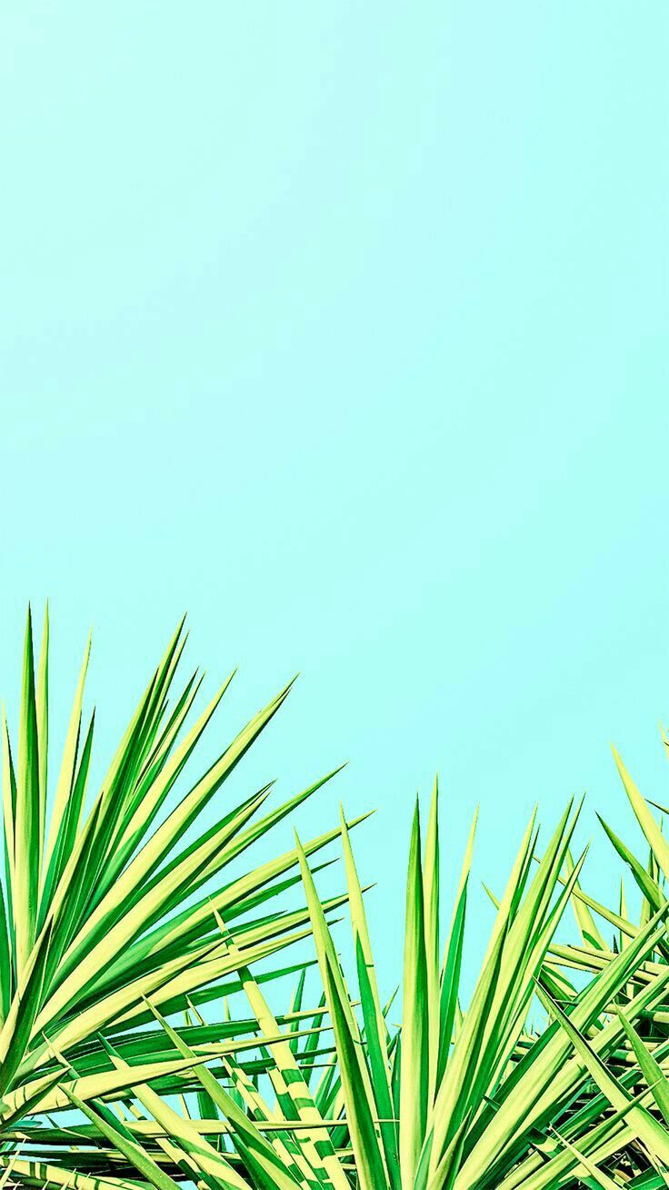 owl. Wallpaper iphone summer, Summer wallpaper, Minimalist wallpaper