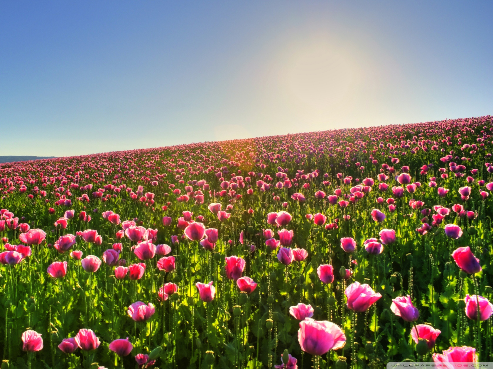 Pink Flower Field Background