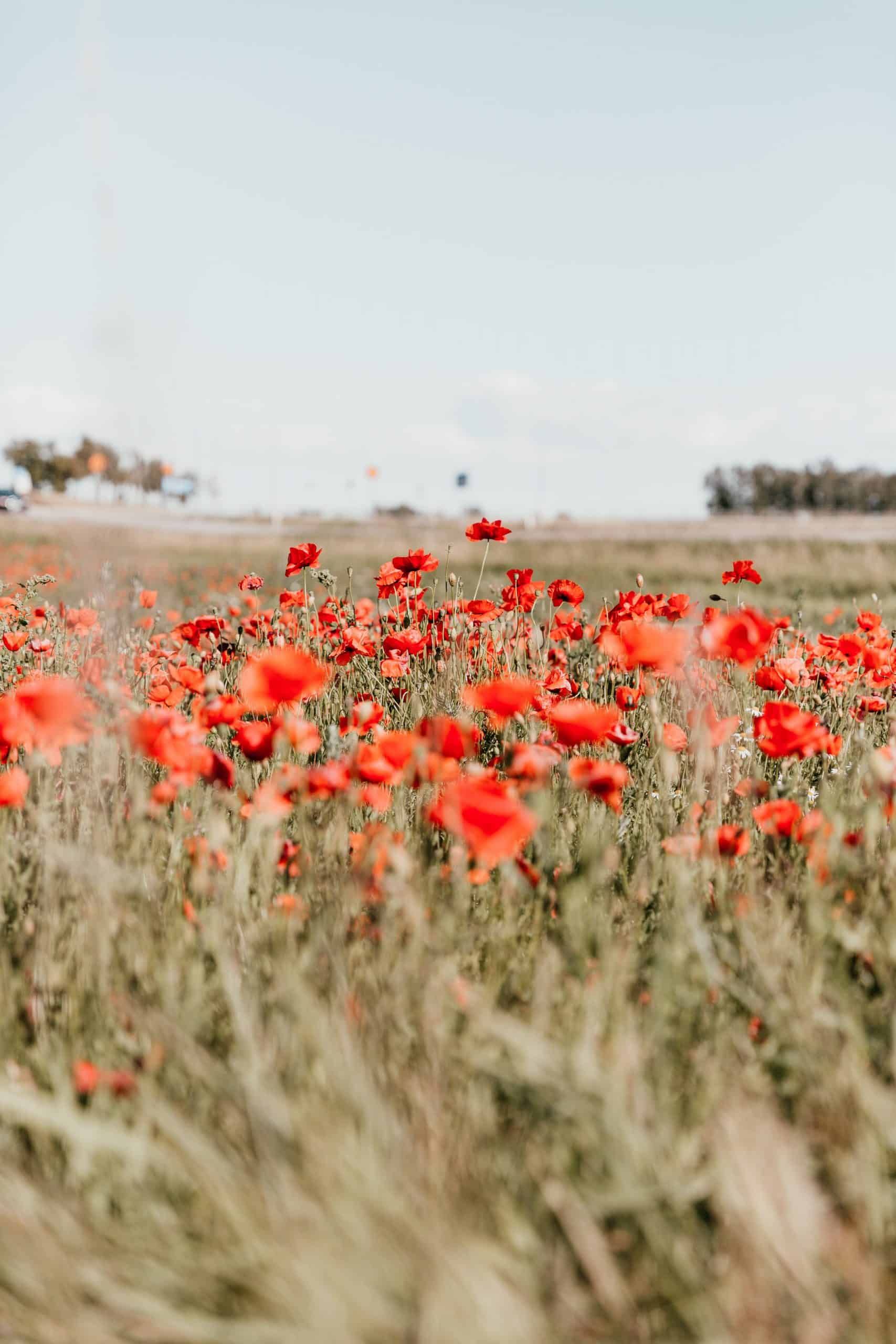 Instagram Flower Captions & Quotes for a Beautiful Blooming Life. Field wallpaper, Flower field, Poppy field