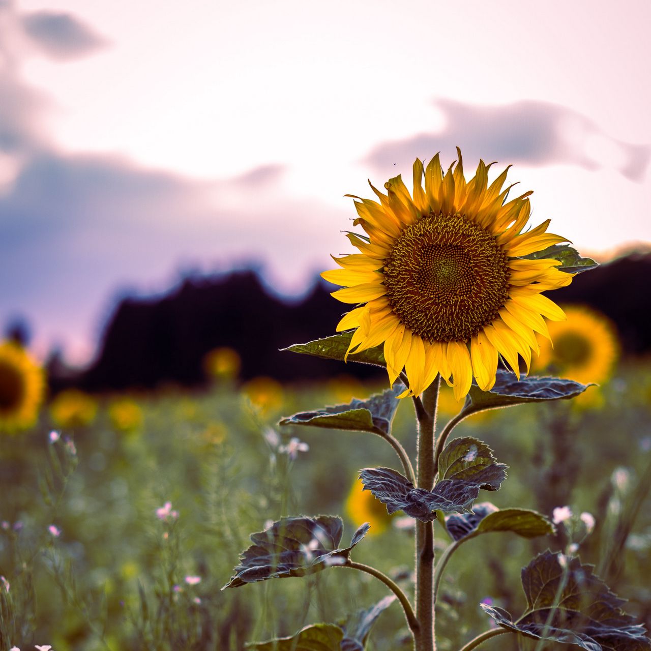 Download wallpaper 1280x1280 sunflower, bloom, field, grass ipad, ipad ipad mini for parallax HD background