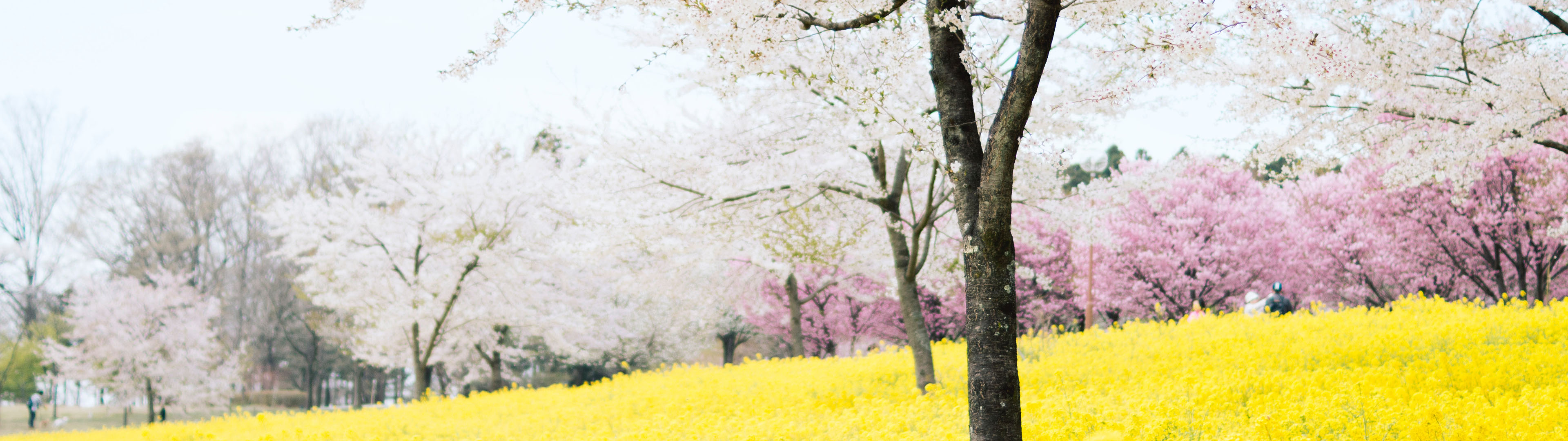 Cherry Blossom Field
