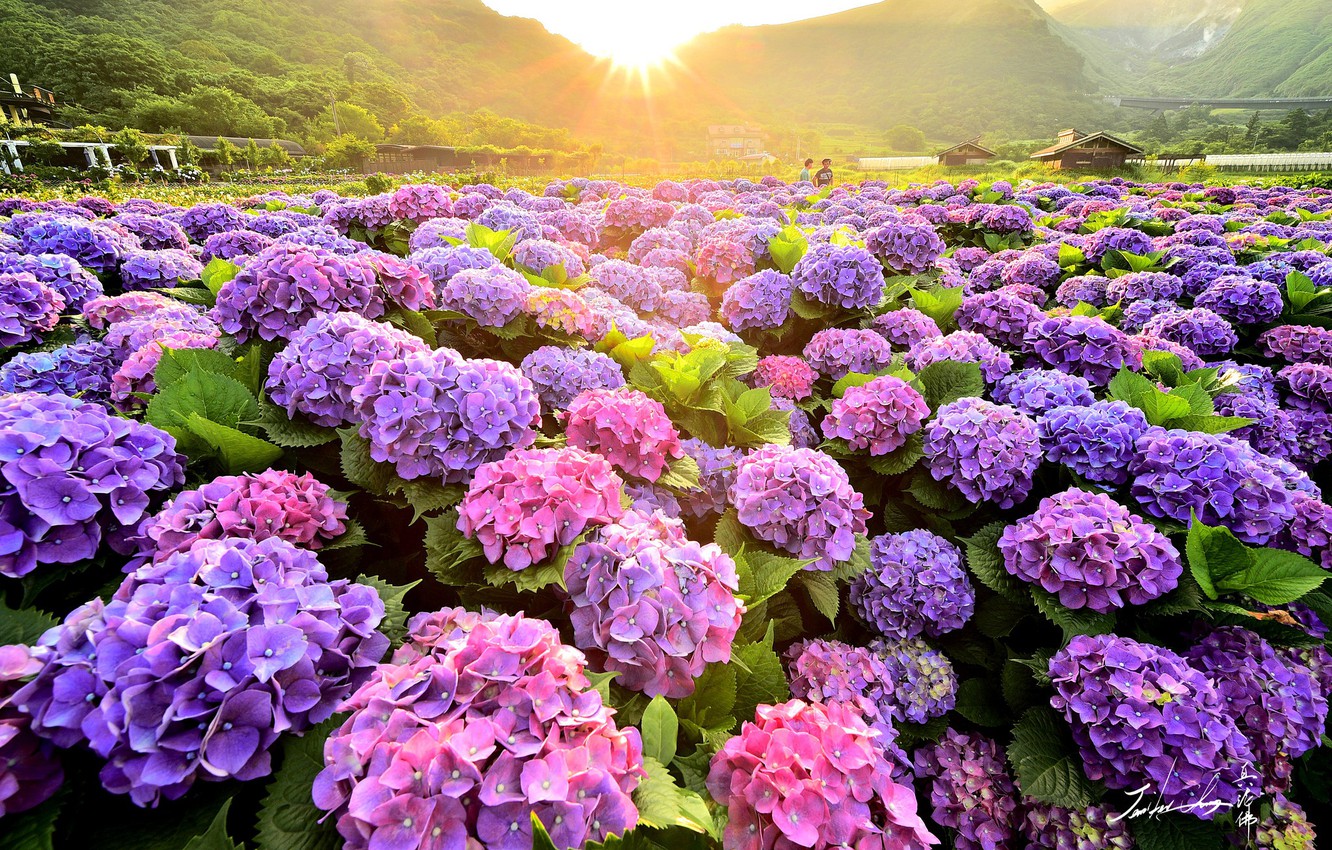 Wallpaper field, summer, nature, the bushes, blooming, hydrangea image for desktop, section природа