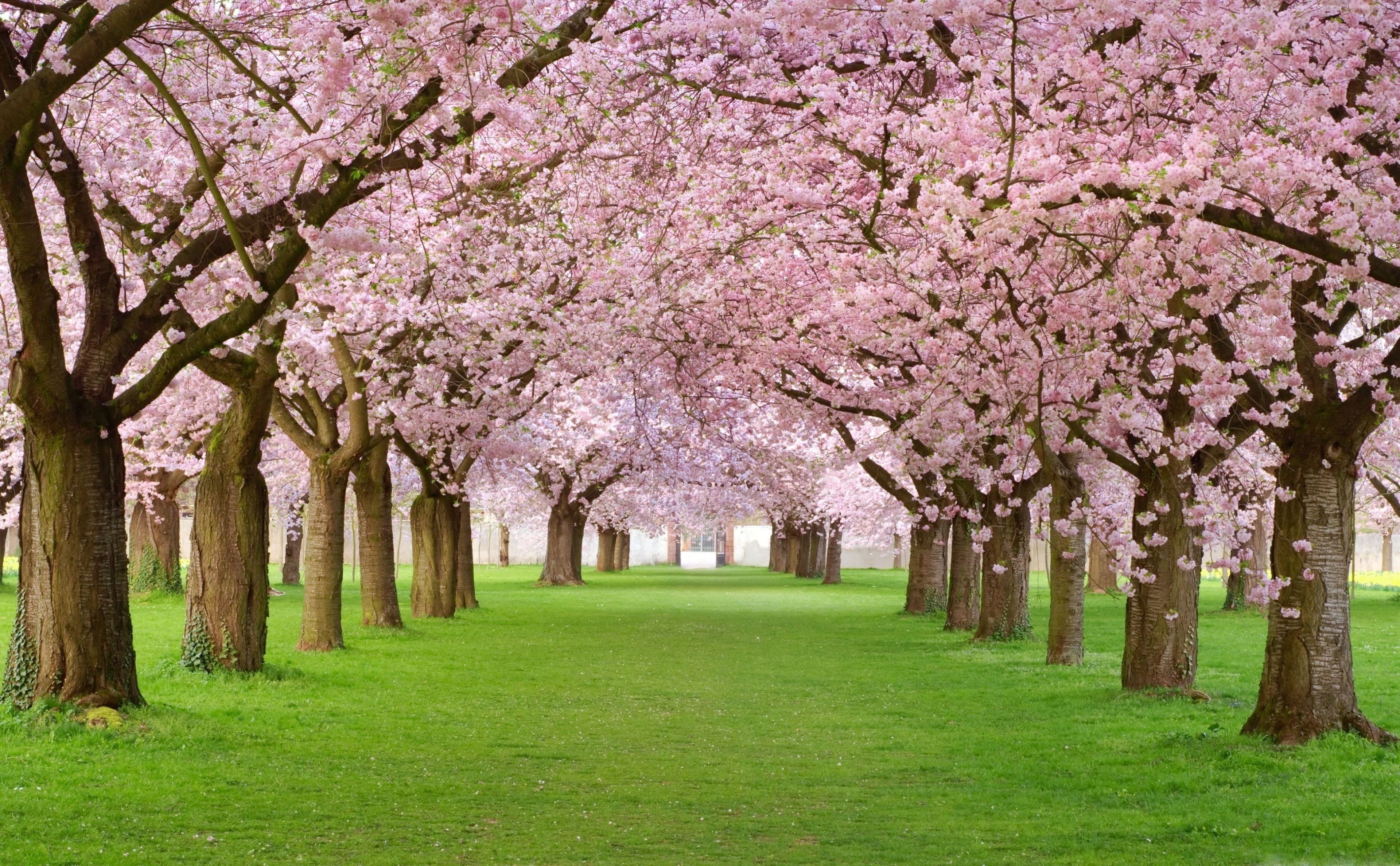 Cherry Blossom Field Wallpaper Free HD Wallpaper