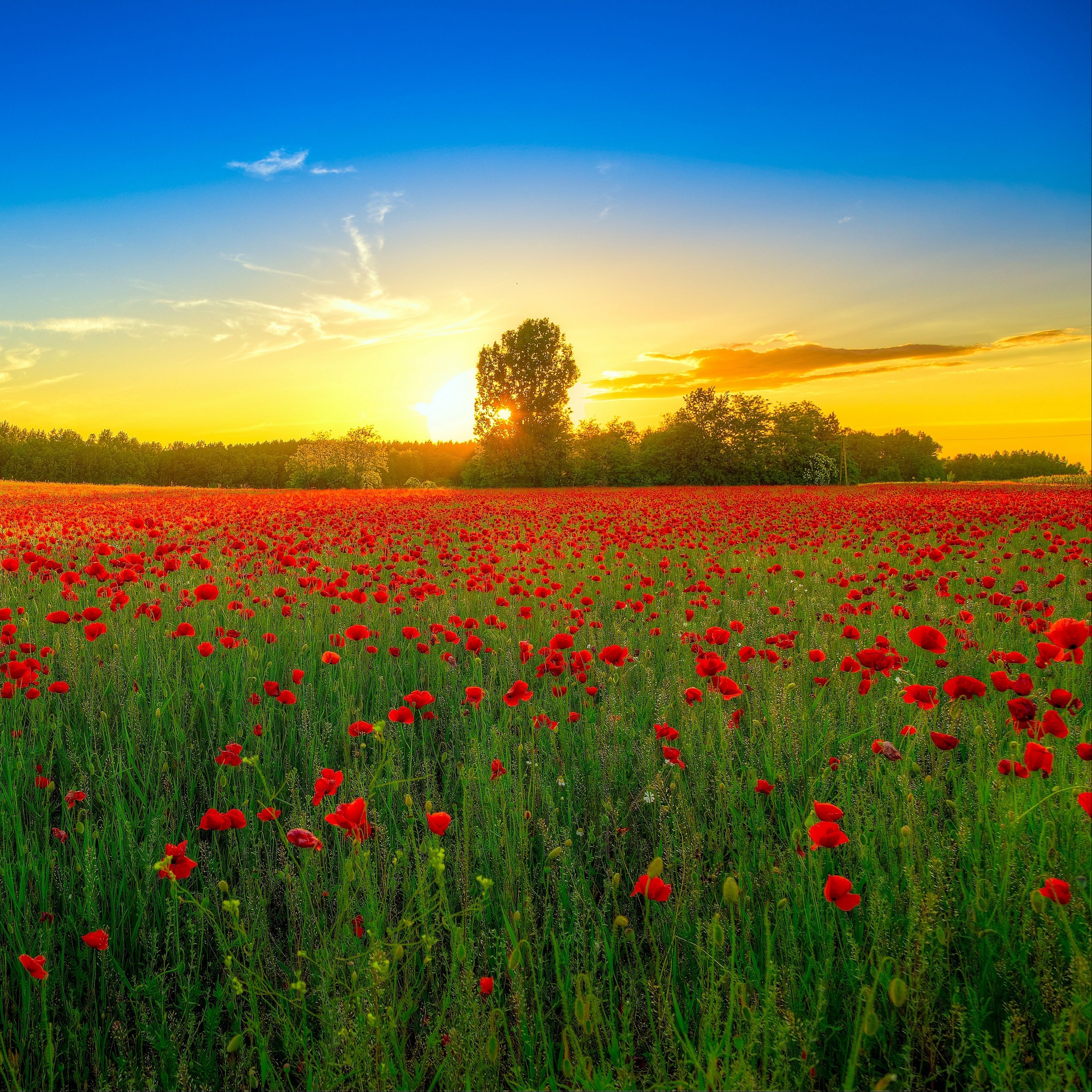 Download wallpaper 3415x3415 poppies, field, bloom, sunset, clouds ipad pro 12.9 retina for parallax HD background