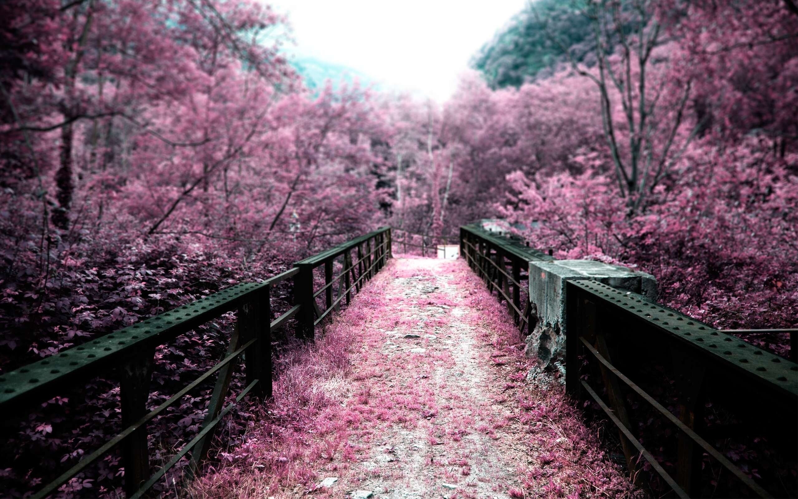 cherry, Blossoms, Bridges, Depth, Of, Field, Selective, Coloring, Pink, Flowers Wallpaper HD / Desktop and Mobile Background