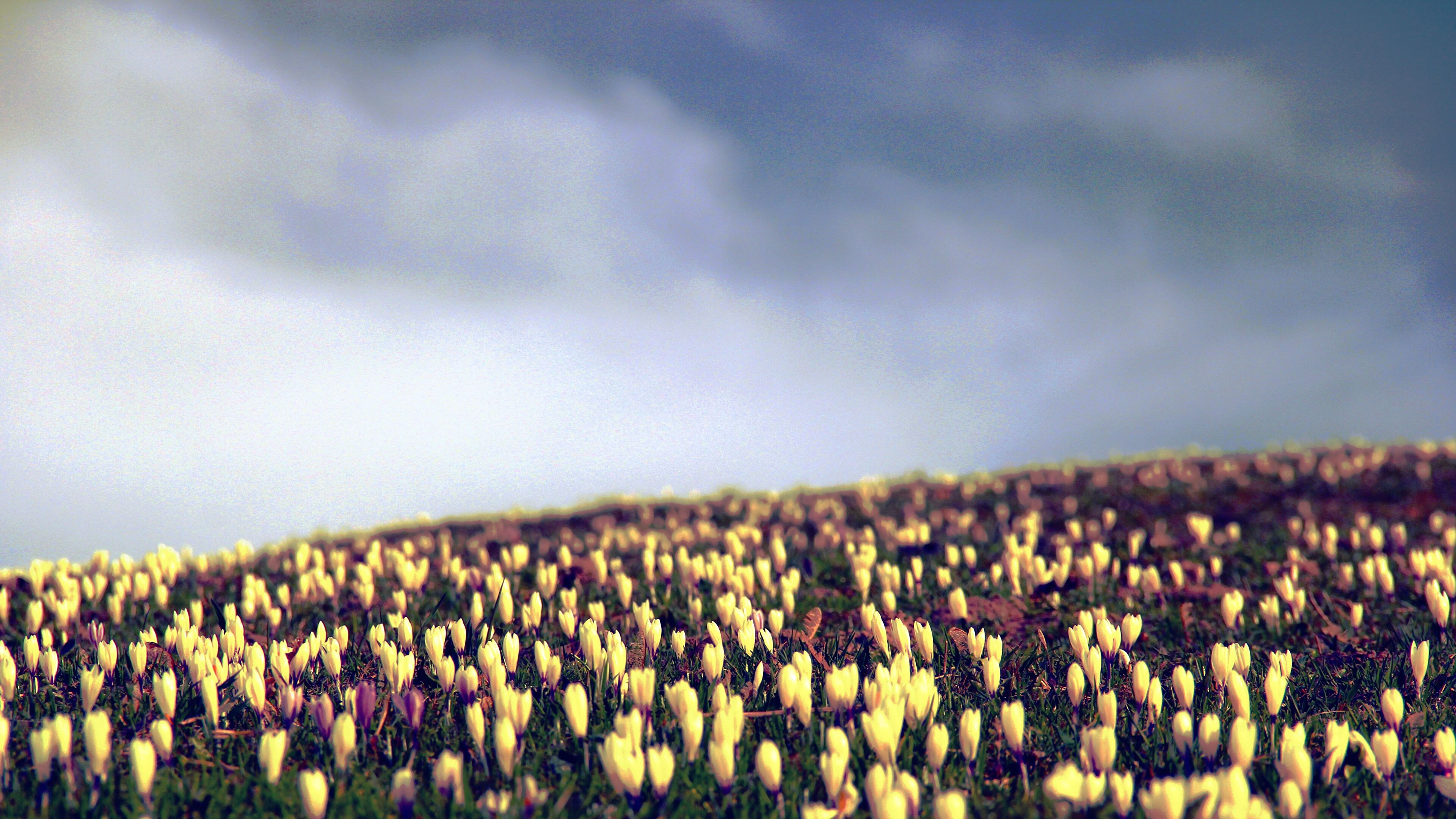 Field of Tulips Starting to Bloom 4K wallpaper