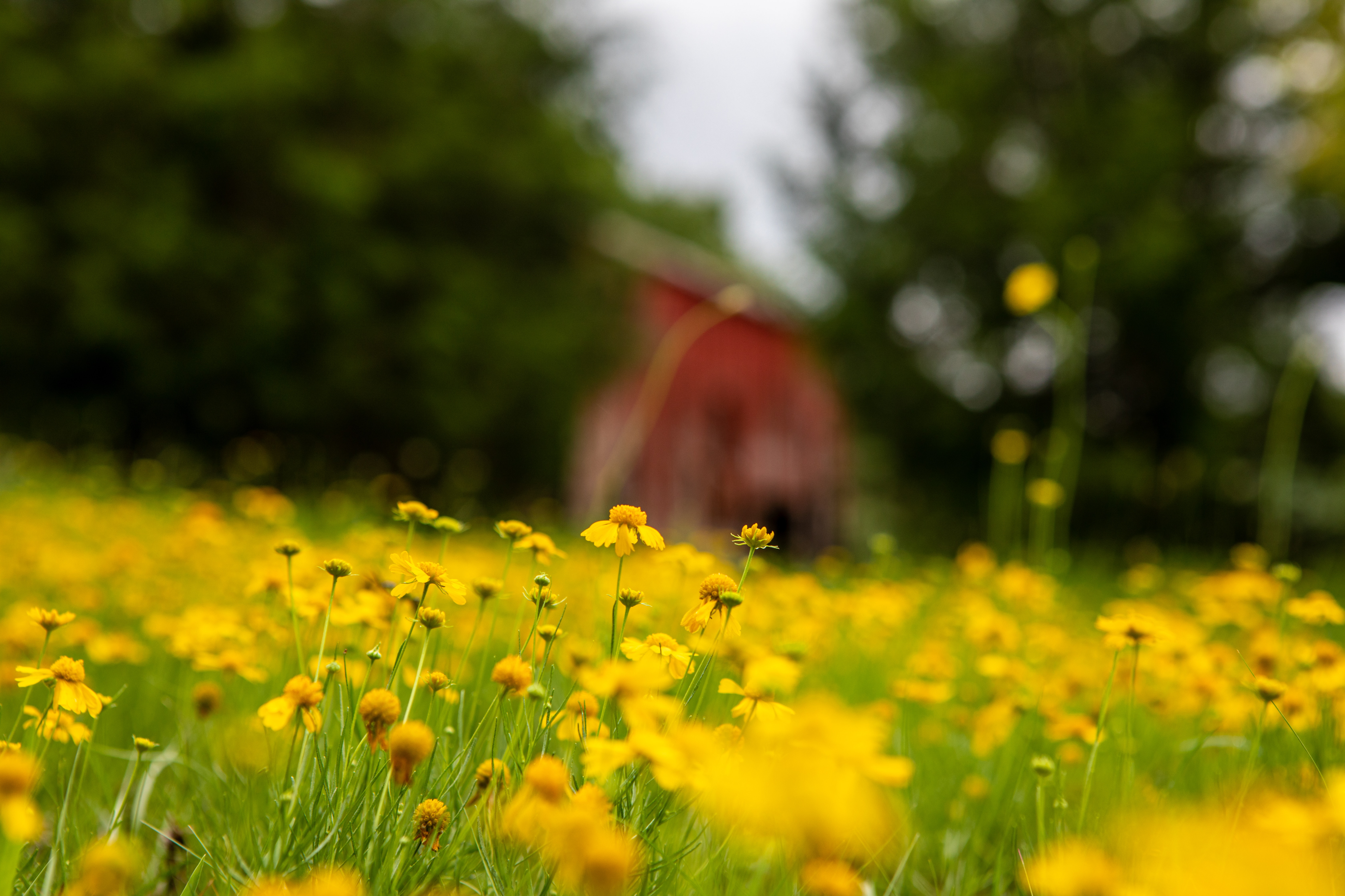 A Field of Yellow Flowers in Bloom · Free