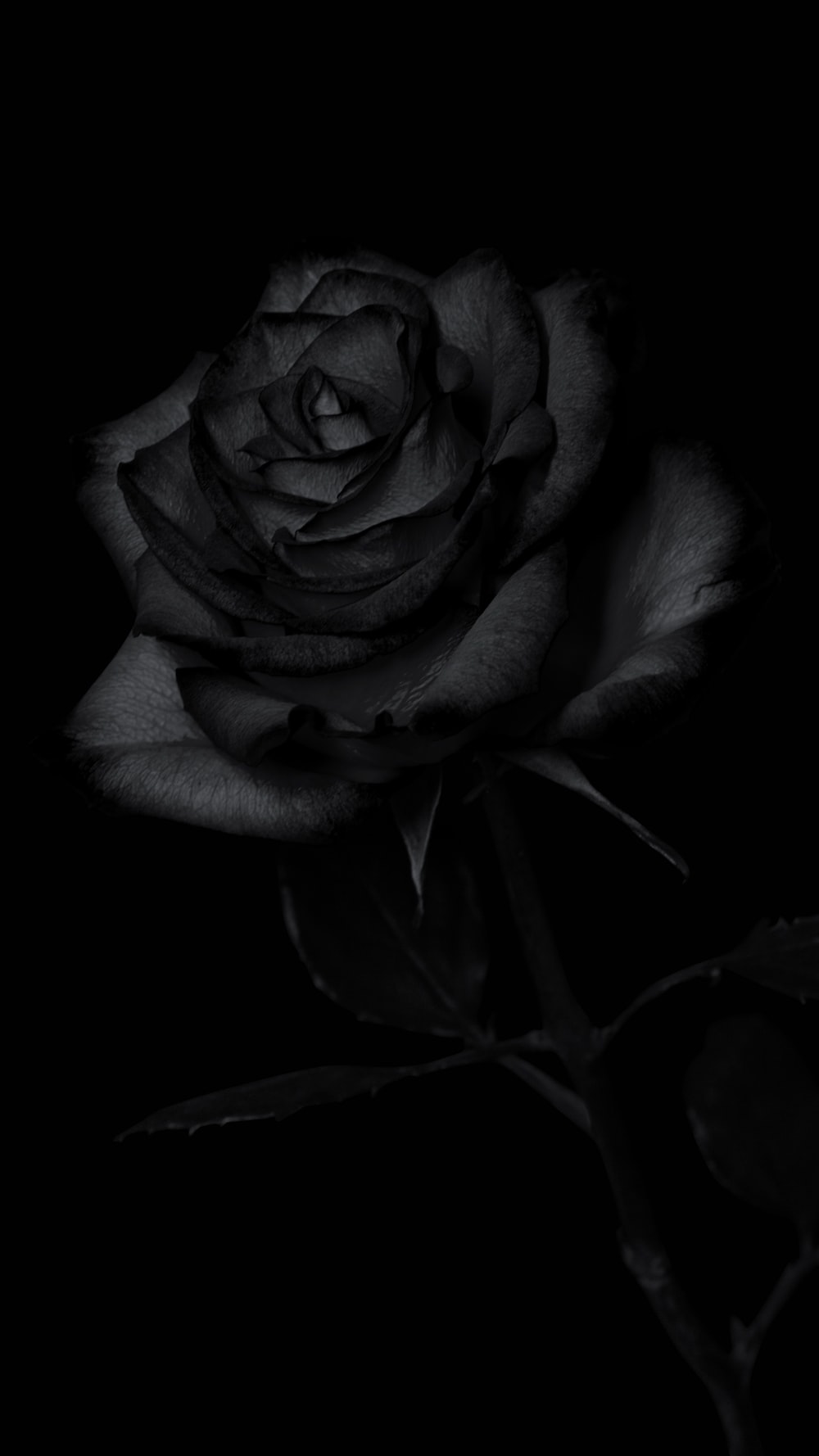 Dark Rose Picture. Download Free Image