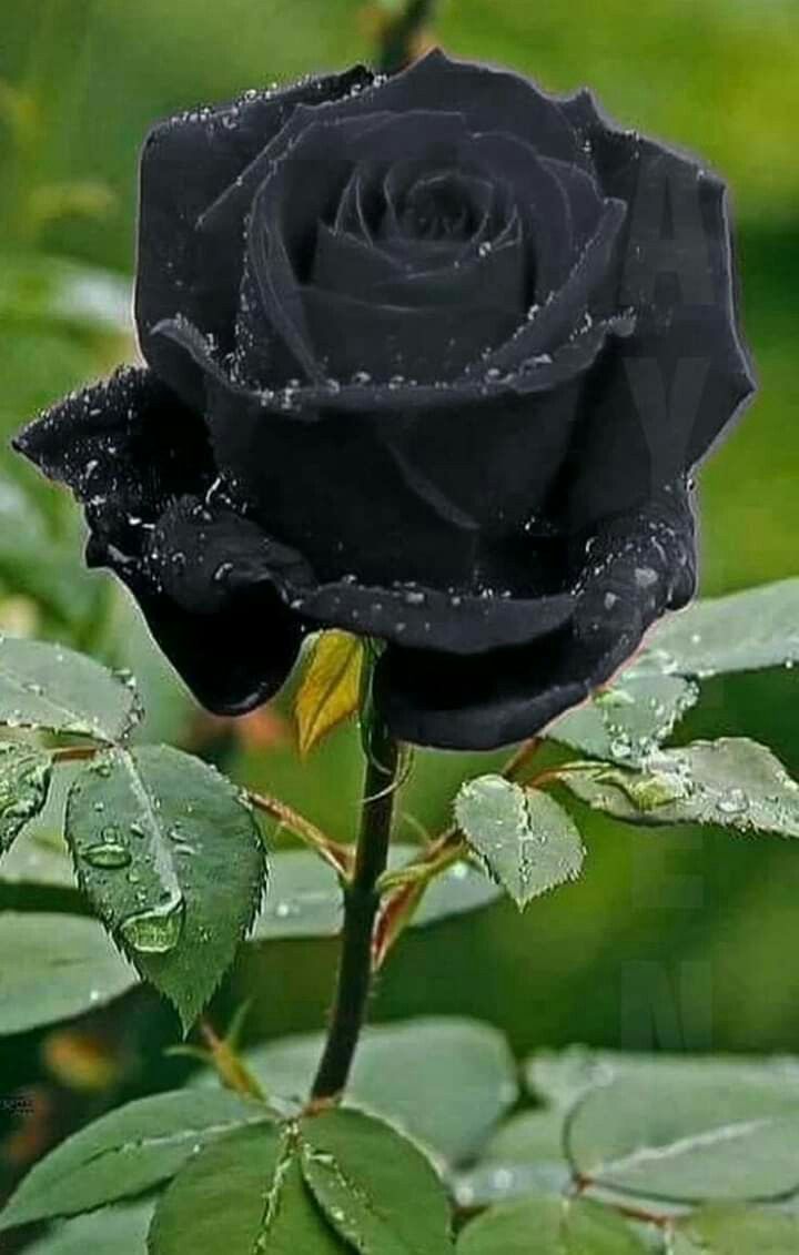 Black Rose Flower Meaning. Beautiful rose flowers, Beautiful flowers photo, Black rose flower