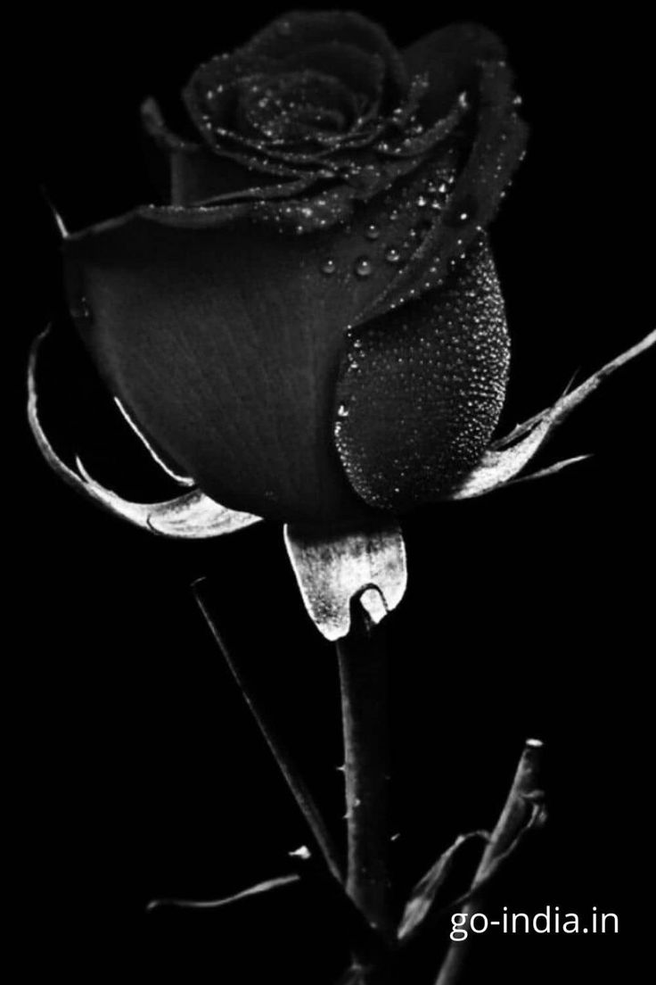 Black Rose Wallpaper, Image and Photo. Black roses wallpaper, Black rose flower, Black flowers