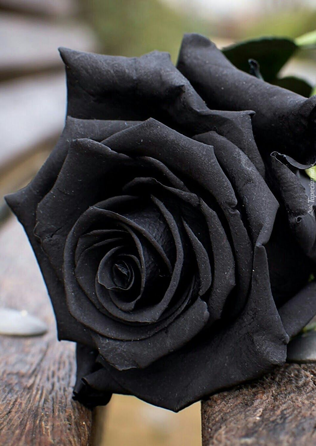 Sign in. Black rose flower, Rose flower wallpaper, Black rose