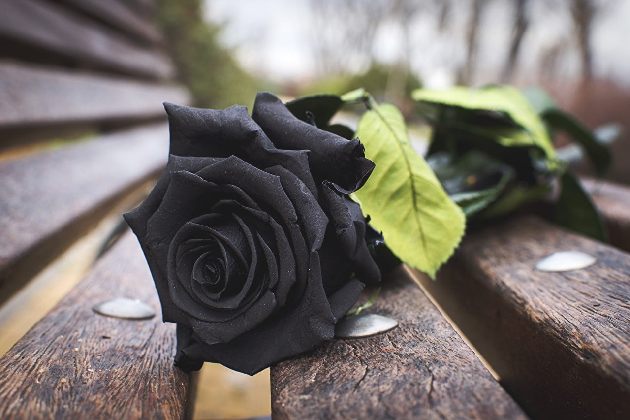 Flower Nature Black Rose Wallpaper & Background Download