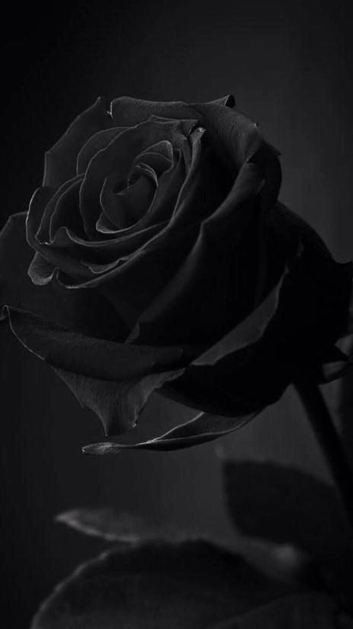 Discover and share the most beautiful image from around the world. Aesthetic roses, Black aesthetic wallpaper, Black flowers