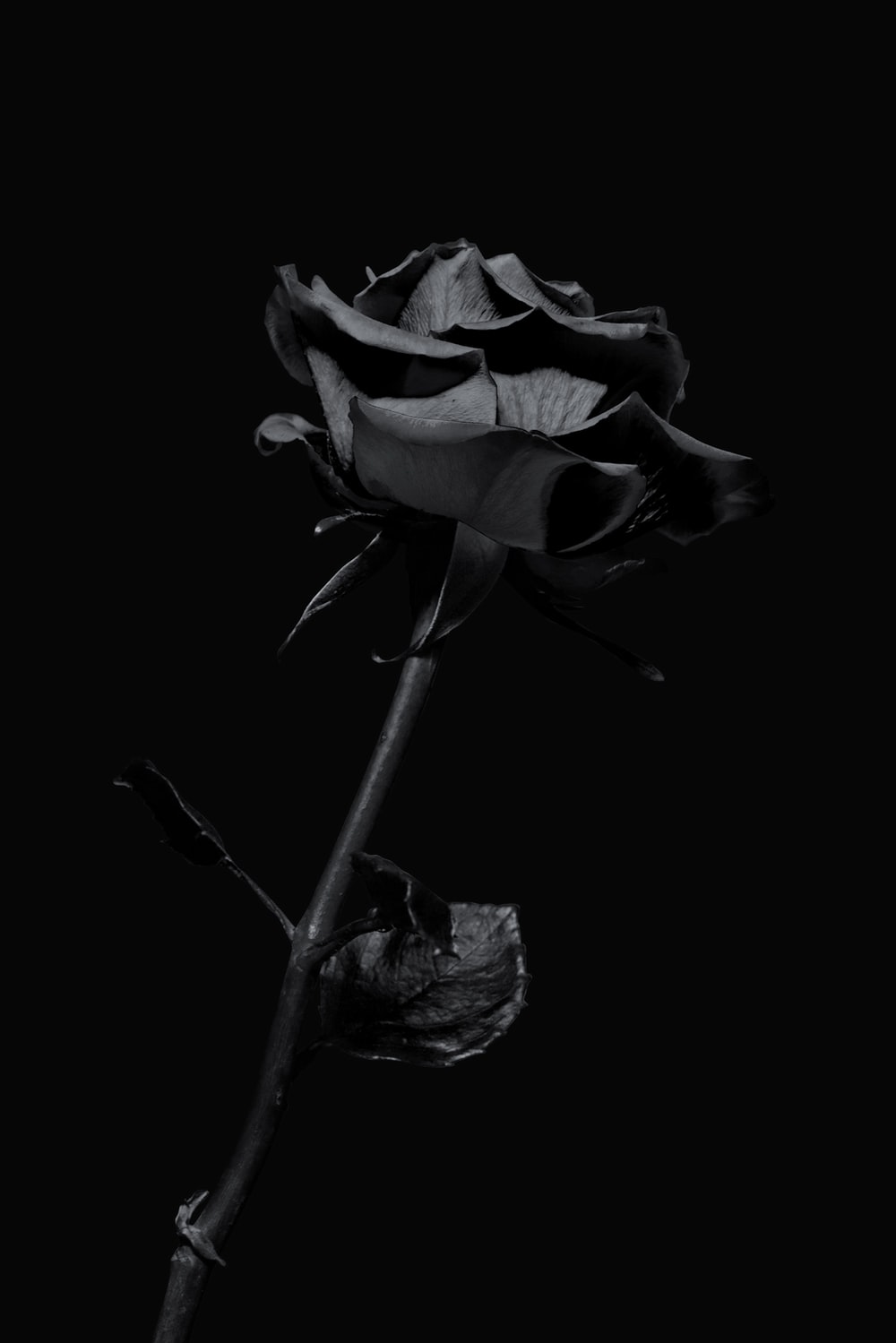 Dark Rose Picture. Download Free Image