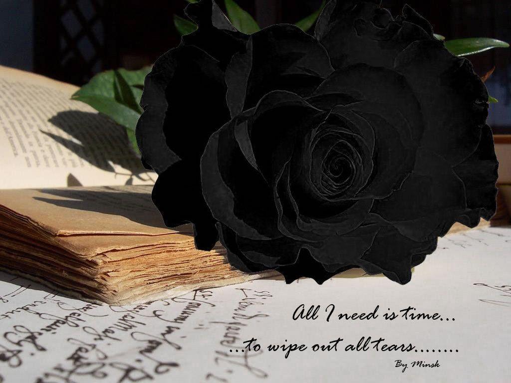 Black Rose Flower Wallpaper