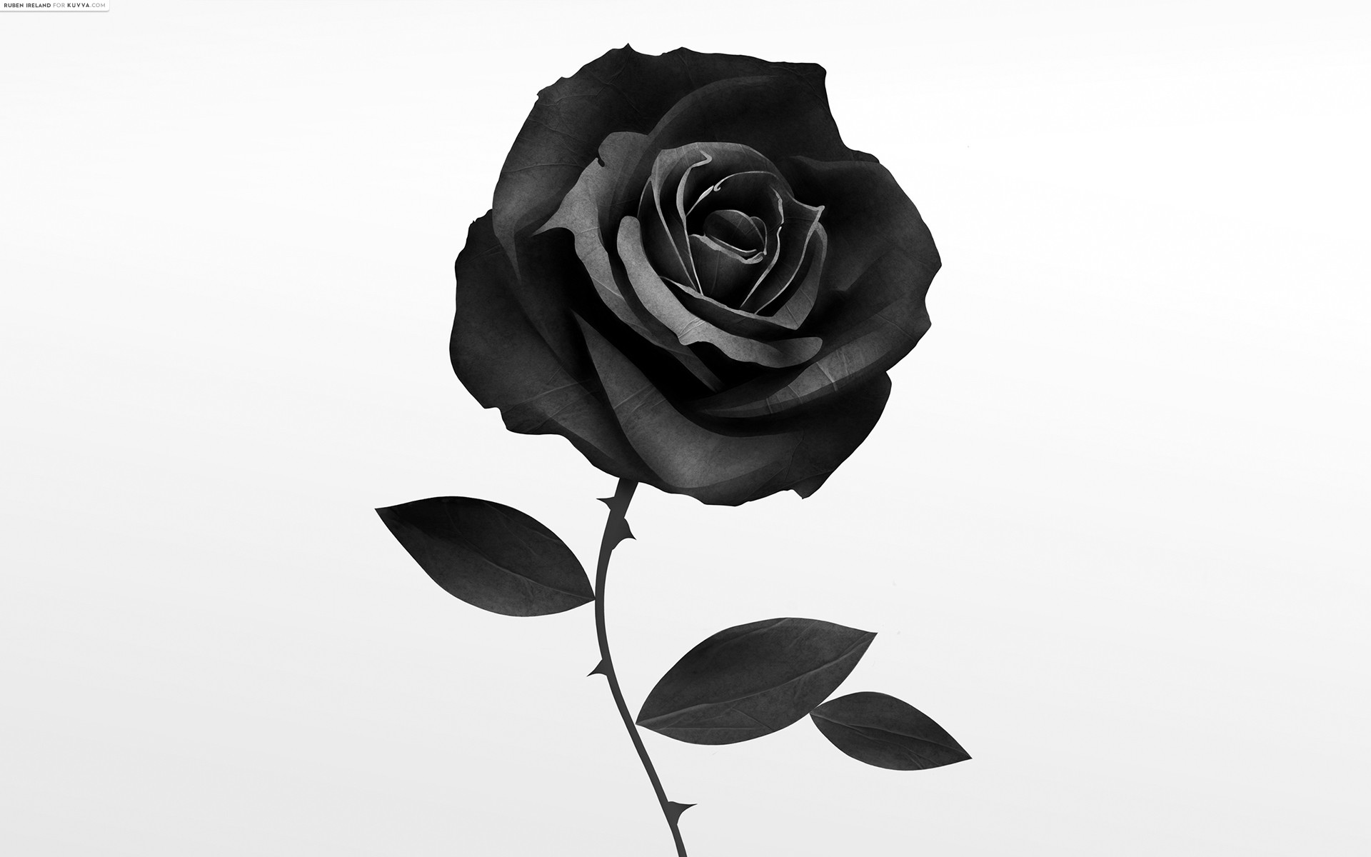 Black Rose Wallpaper Desktop For Free Wallpaper Rose White Background