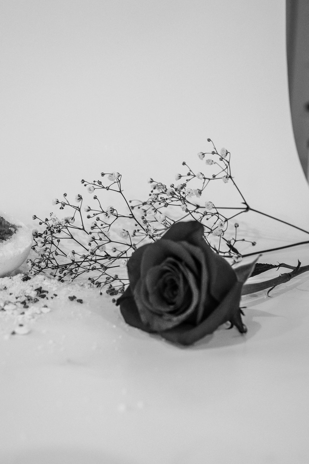 Black And White Rose Picture. Download Free Image