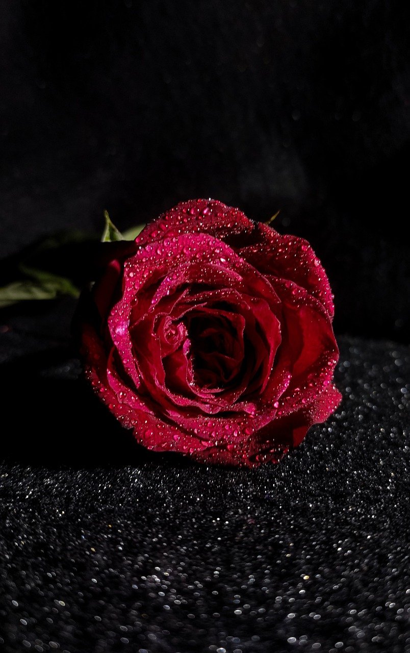 Rose Flower Red