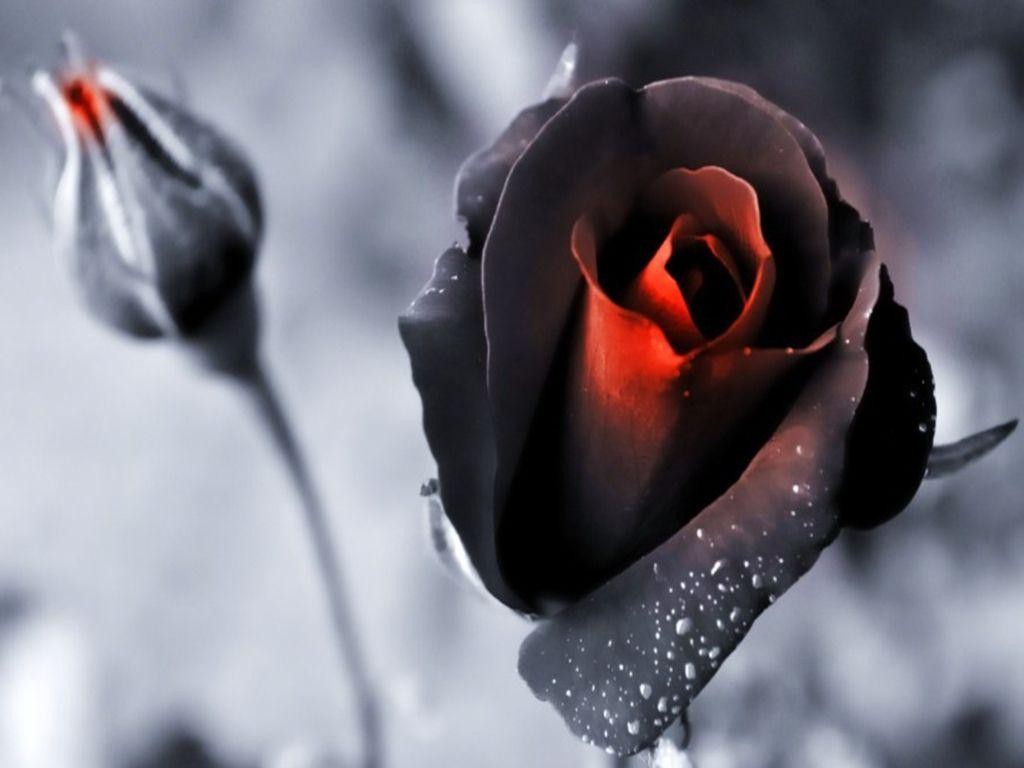 Black Rose Wallpaper 34449