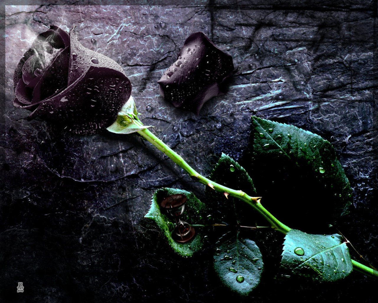 Free download wallpaper black rose rose flower picture black rose wallpaper HD [1280x1024] for your Desktop, Mobile & Tablet. Explore Black Roses Wallpaper. Black And White Rose Wallpaper, Dark