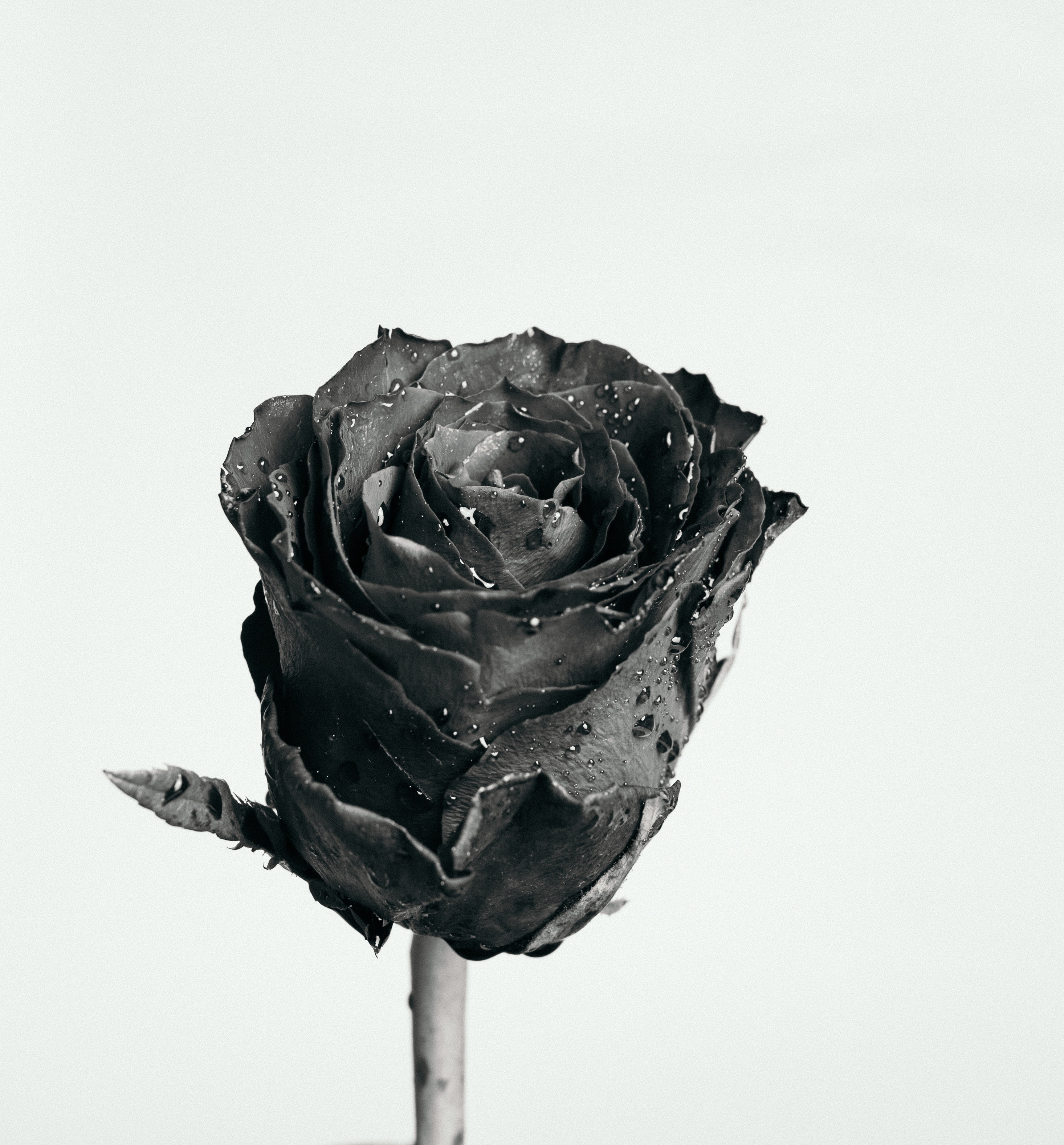 Best Black Rose Photo · 100% Free Downloads
