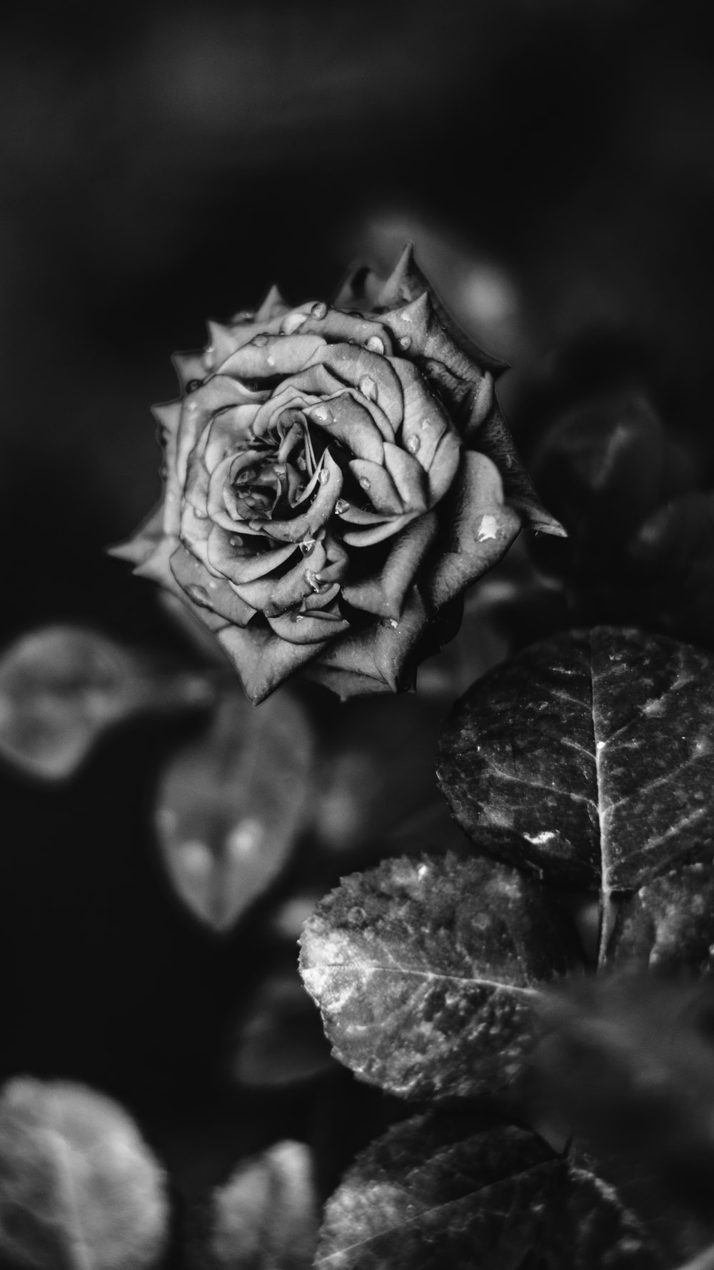 Black and White Rose Flower Wallpaper Free Black and White Rose Flower Background