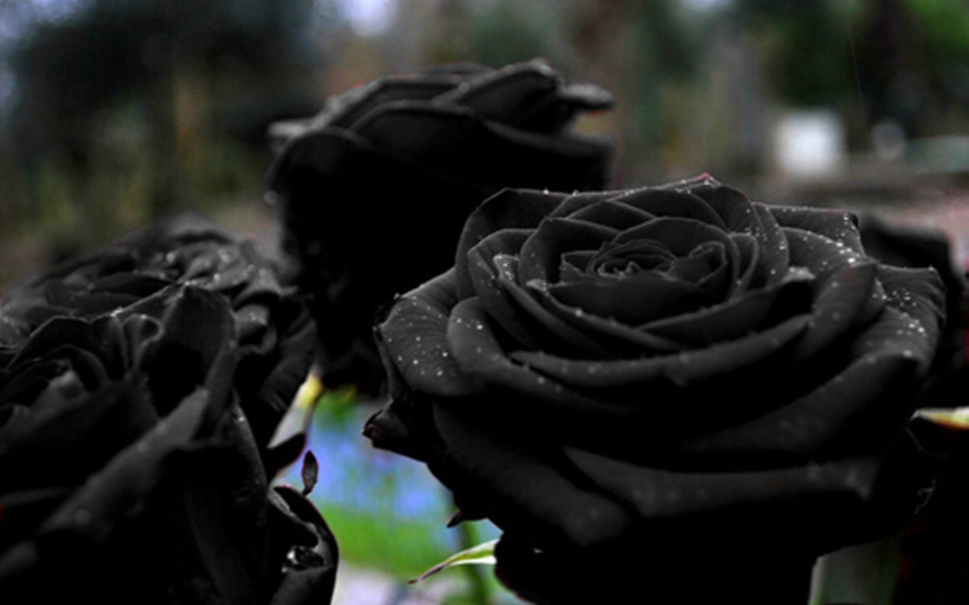 Black Rose Flower Plants HD Wallpaper