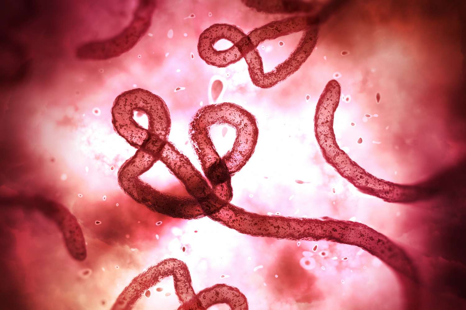 All About the Ebola Virus
