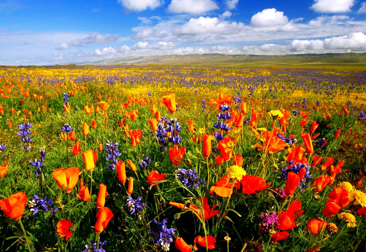 Flowers, Meadow, Nature picture. Best Free image